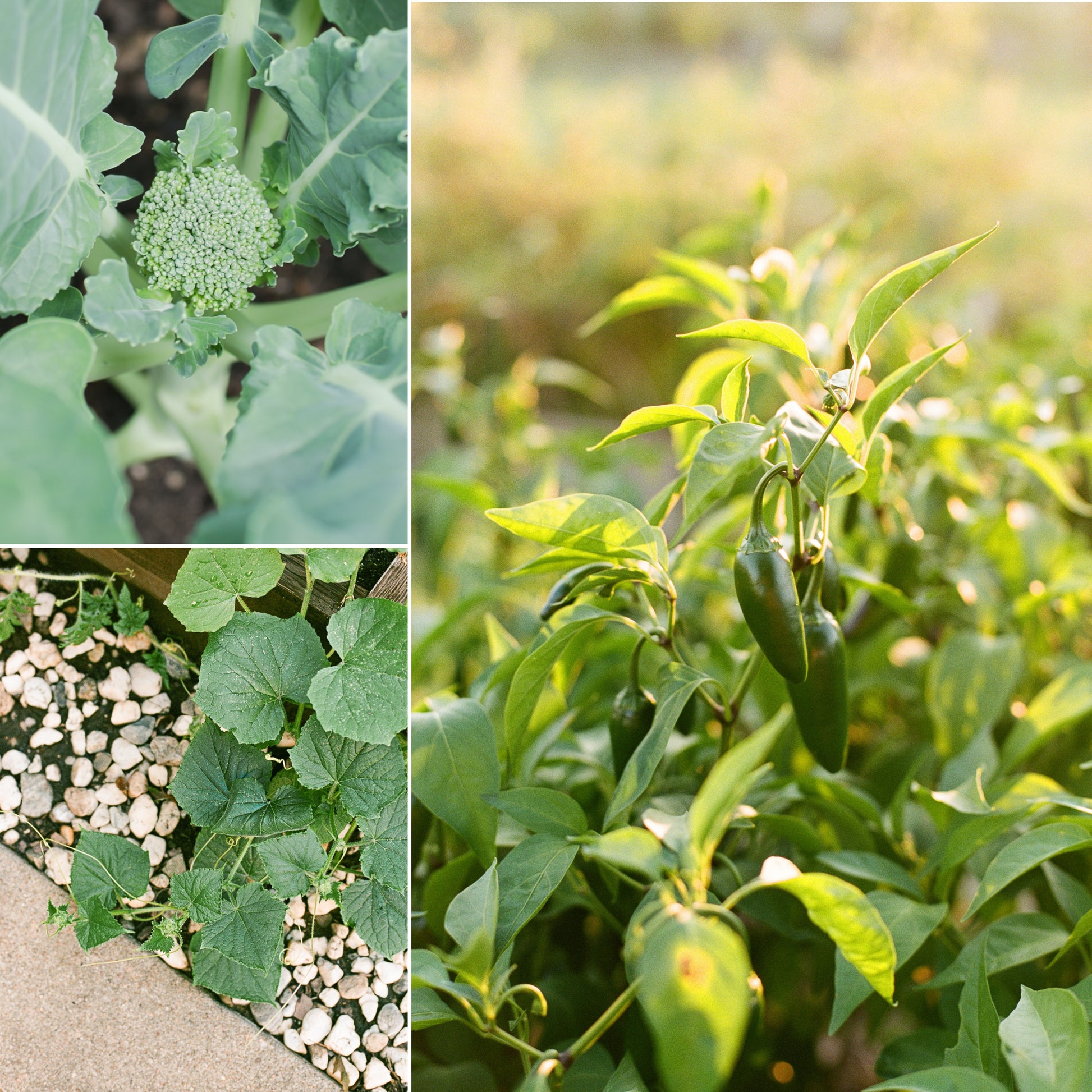 Organic Vegetable Seeds (10-Pack)