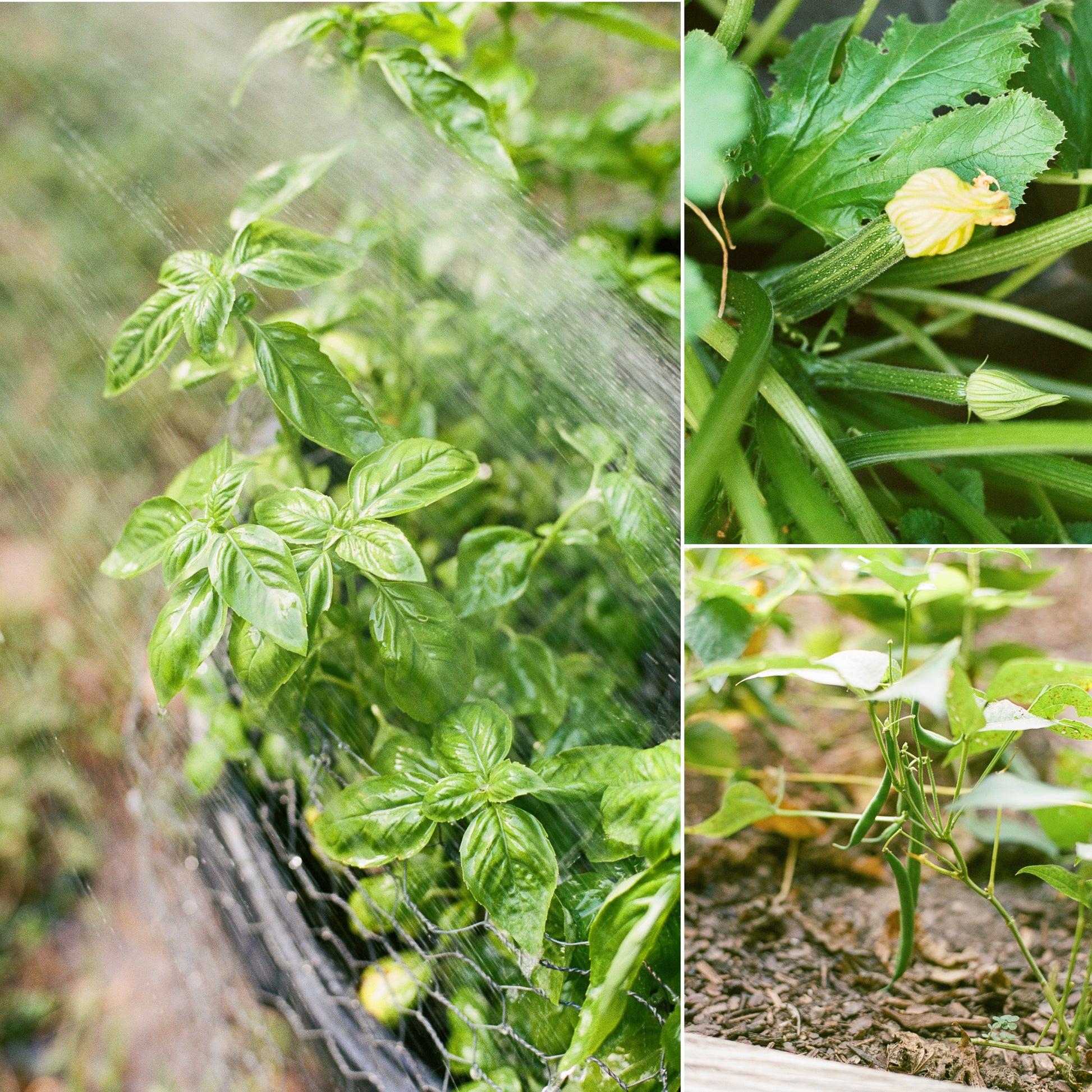 Organic Vegetable Seeds (10-Pack)