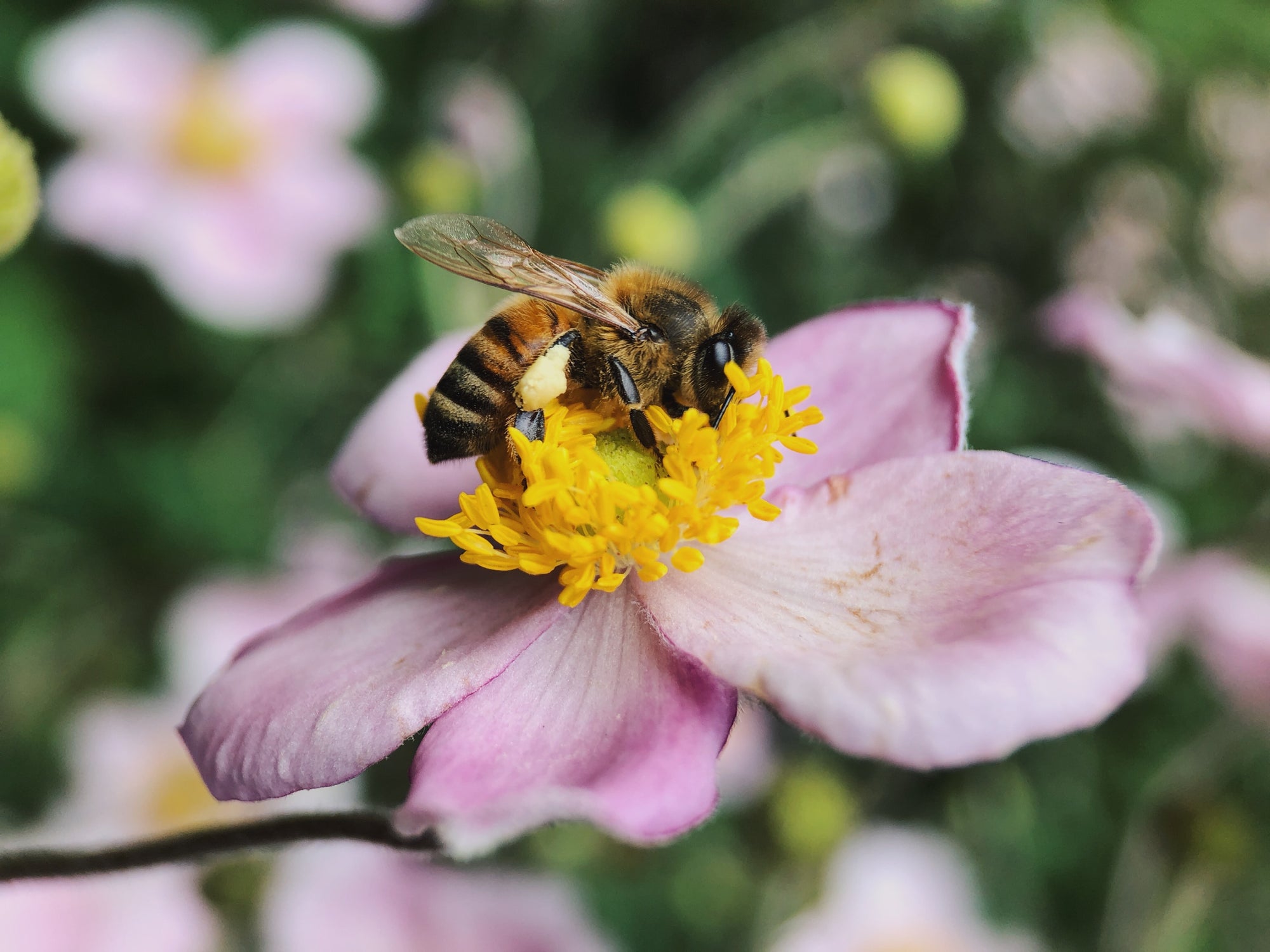 Five Reasons Bees are Important and Amazing