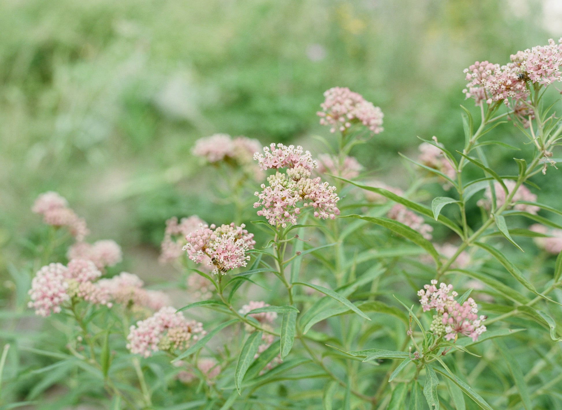 Milkweed Seed Collection (5-Pack)