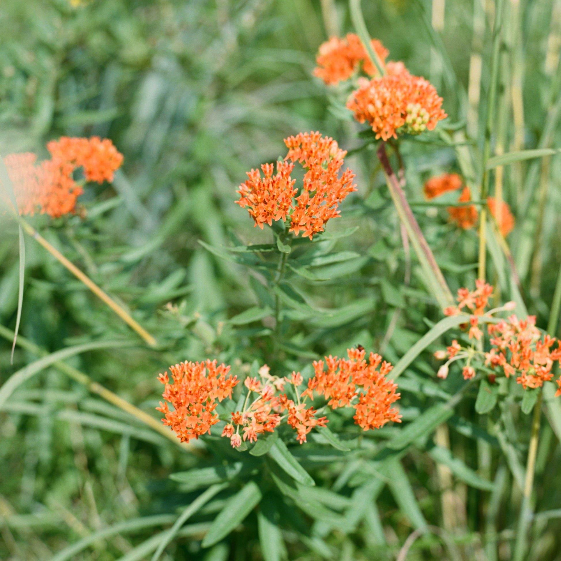 Milkweed Seed Collection (5-Pack)