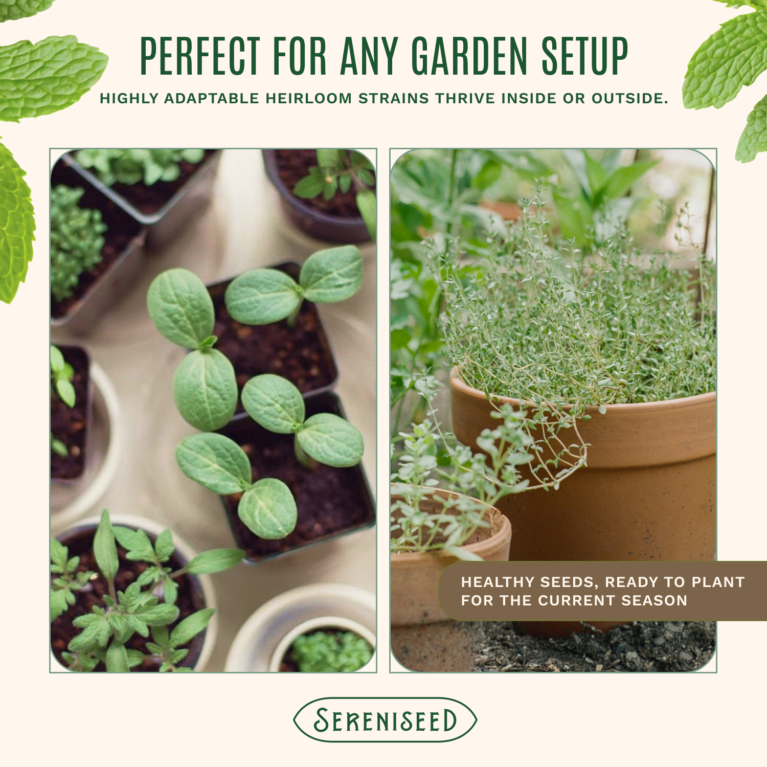 Organic Herb Seeds (20-Pack)