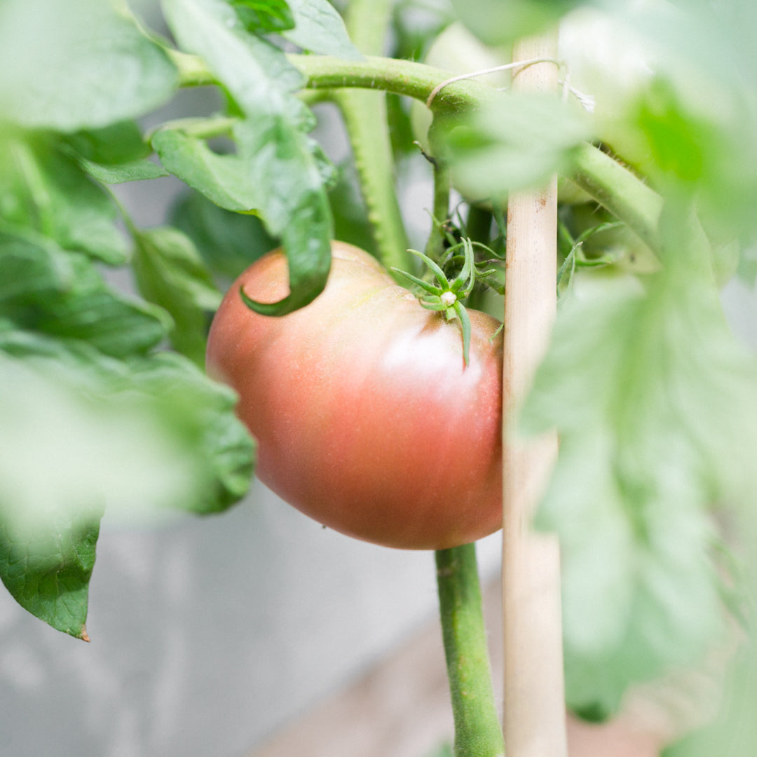 Organic Tomato Seeds (10-Pack)