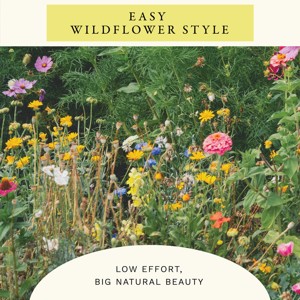 Butterfly Mix Wildflower Seeds (2 oz) - 100% Non-GMO, Open Pollinated