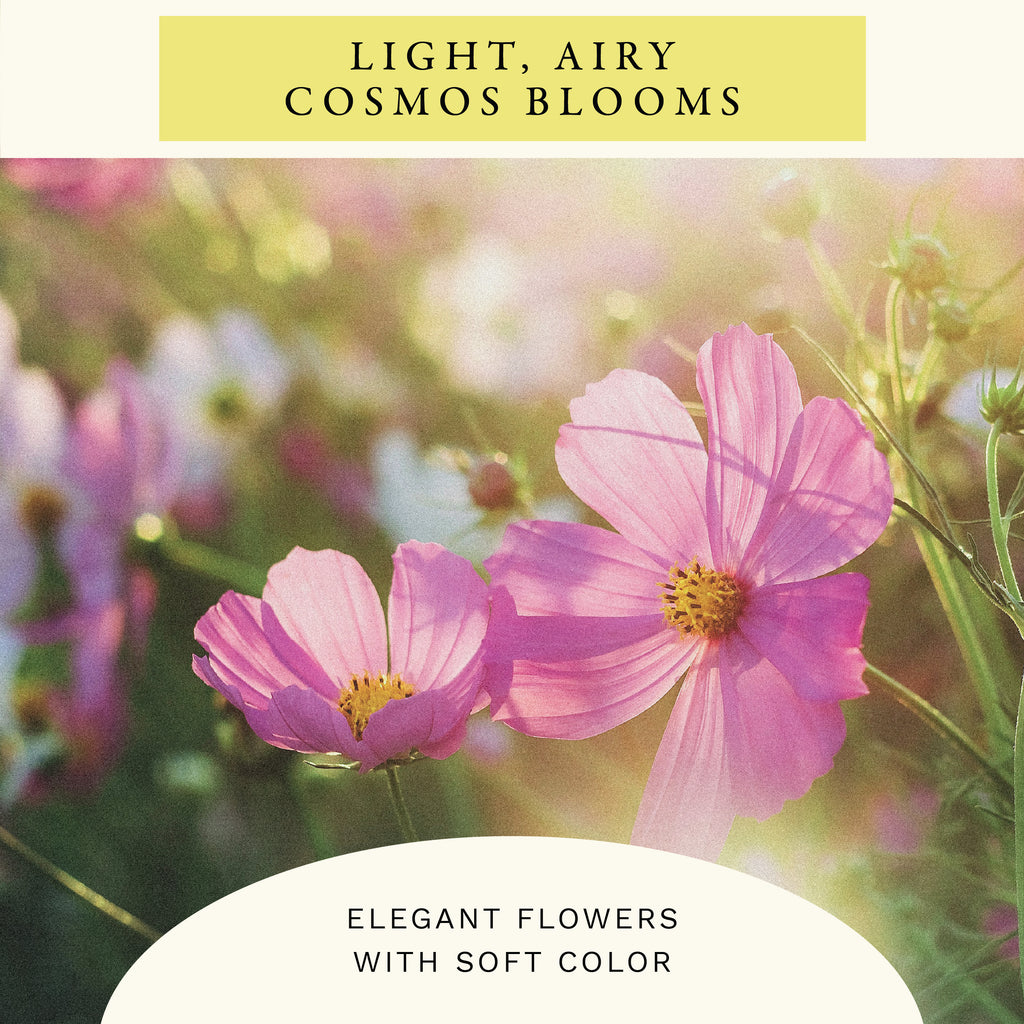 Sensation Mix Cosmos Flower Seeds (2 oz) - 100% Non-GMO, Open Pollinated