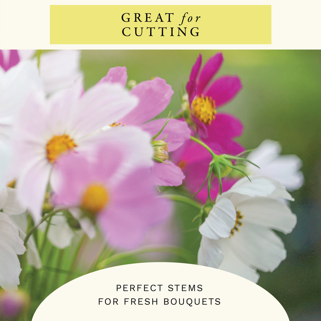 Sensation Mix Cosmos Flower Seeds (2 oz) - 100% Non-GMO, Open Pollinated