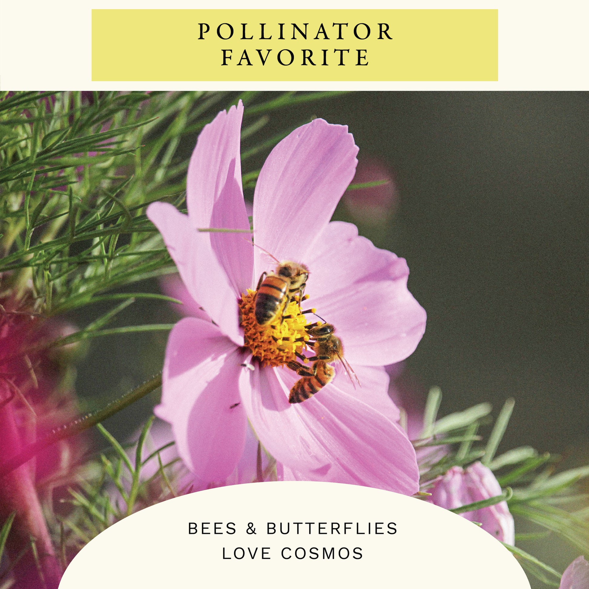 Sensation Mix Cosmos Flower Seeds (2 oz) - 100% Non-GMO, Open Pollinated