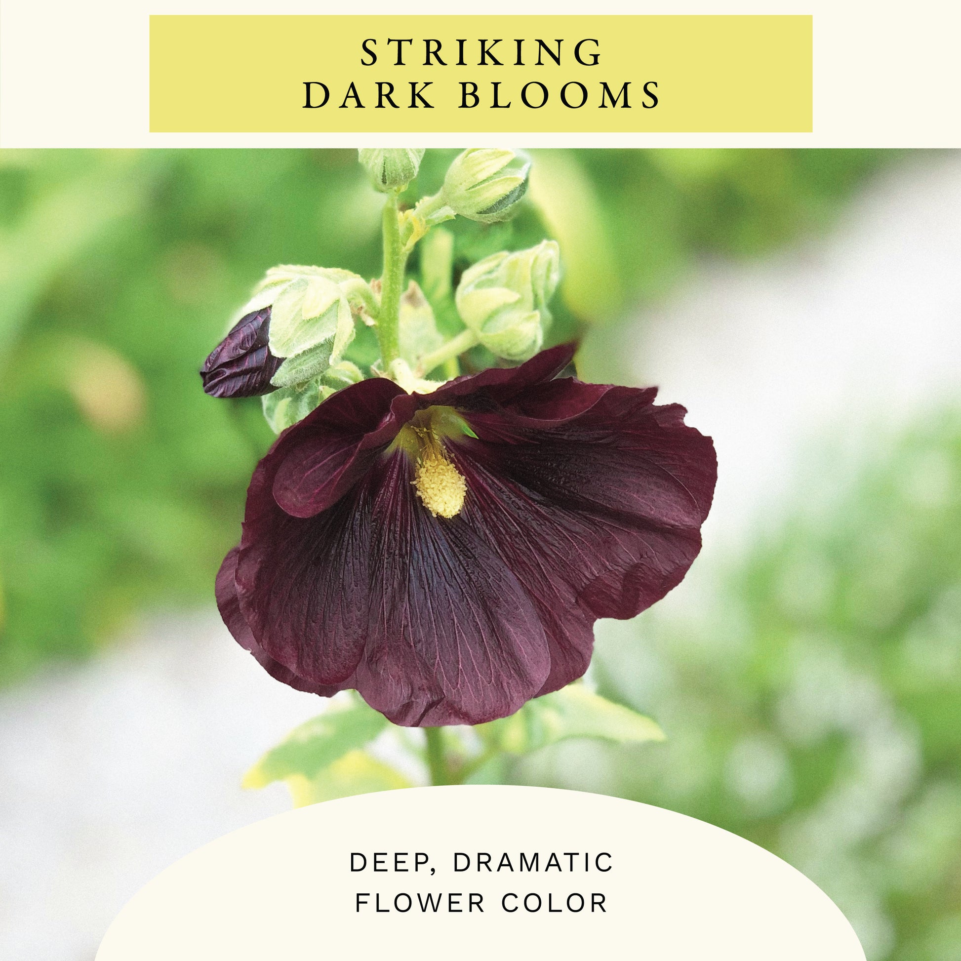 Nigra Hollyhock Flower Seeds (1 oz) - 100% Non-GMO, Open Pollinated