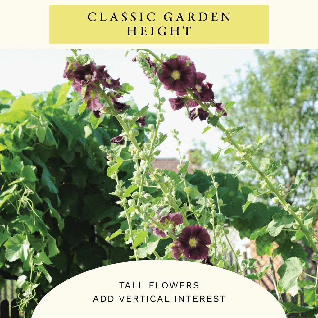 Nigra Hollyhock Flower Seeds (1 oz) - 100% Non-GMO, Open Pollinated