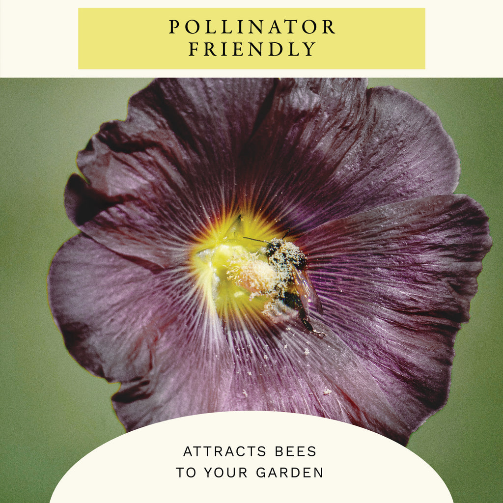 Nigra Hollyhock Flower Seeds (1 oz) - 100% Non-GMO, Open Pollinated