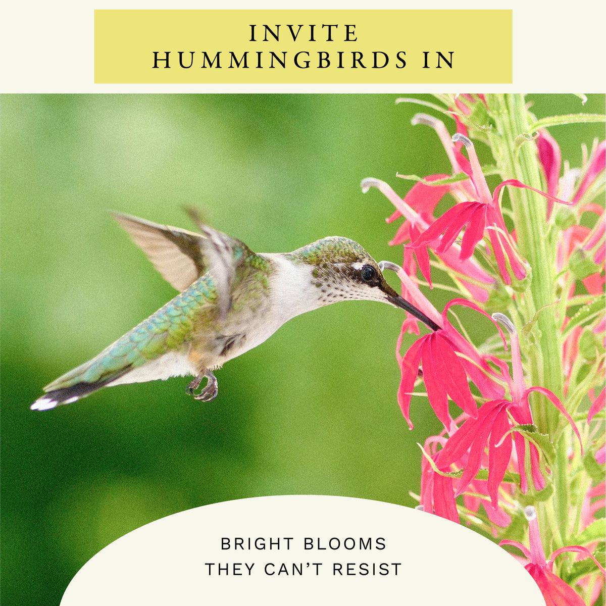 Hummingbird Mix Wildflower Seeds (2 oz) - 100% Non-GMO, Open Pollinated