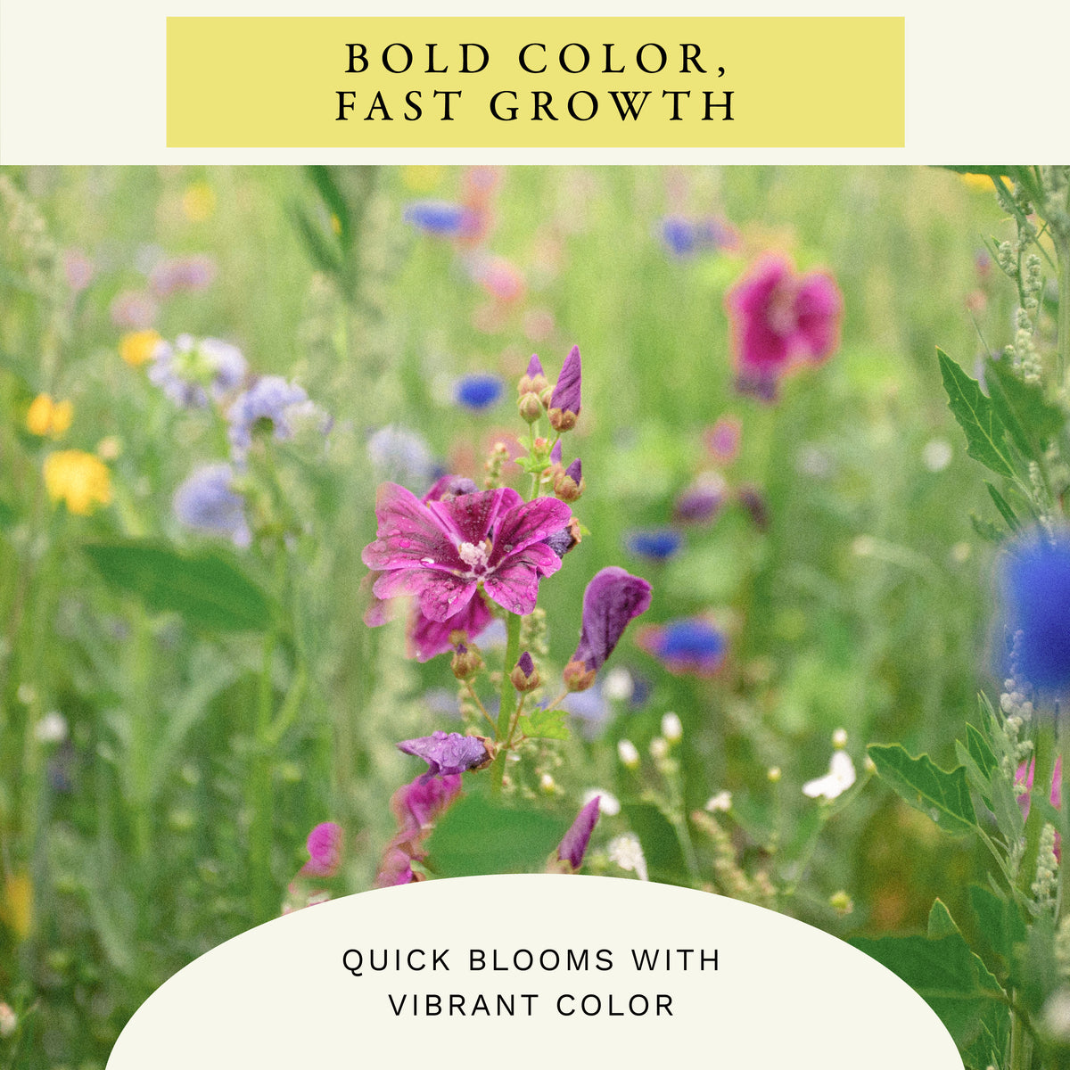 Hummingbird Mix Wildflower Seeds (2 oz) - 100% Non-GMO, Open Pollinated