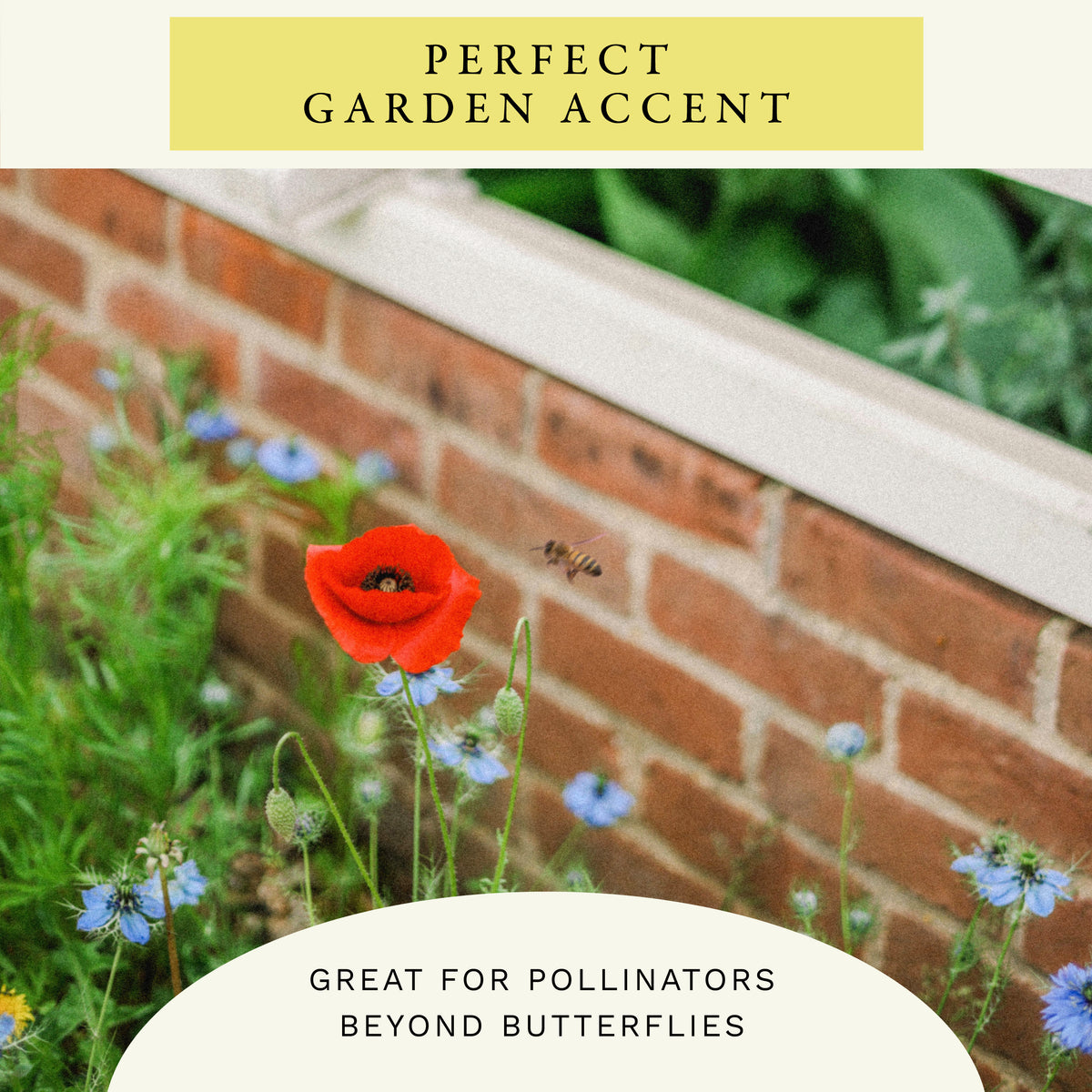 Hummingbird Mix Wildflower Seeds (2 oz) - 100% Non-GMO, Open Pollinated