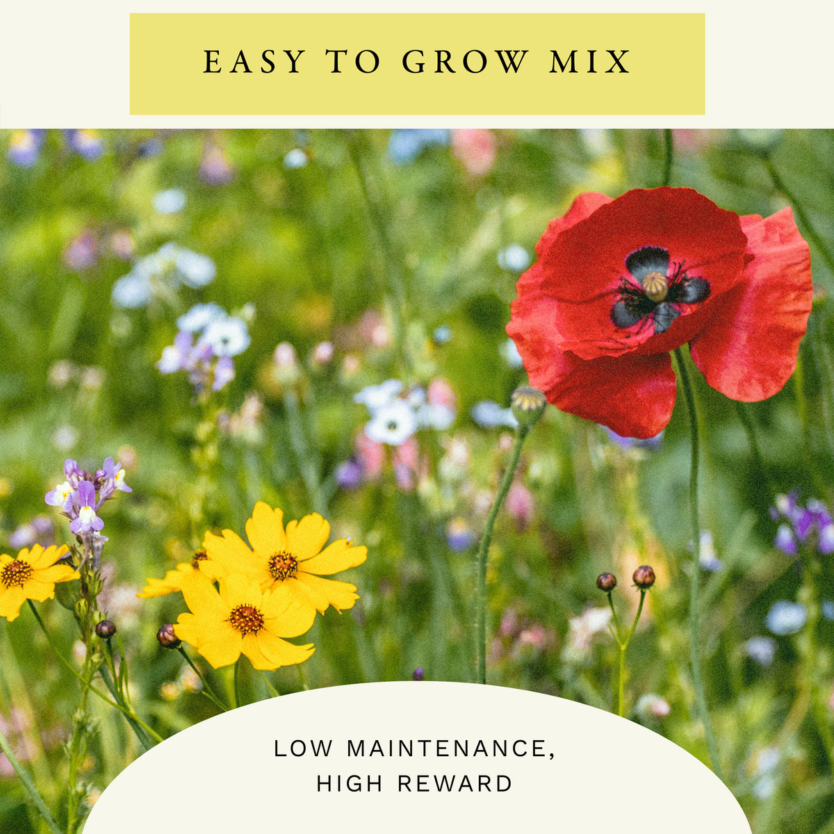 Hummingbird Mix Wildflower Seeds (2 oz) - 100% Non-GMO, Open Pollinated