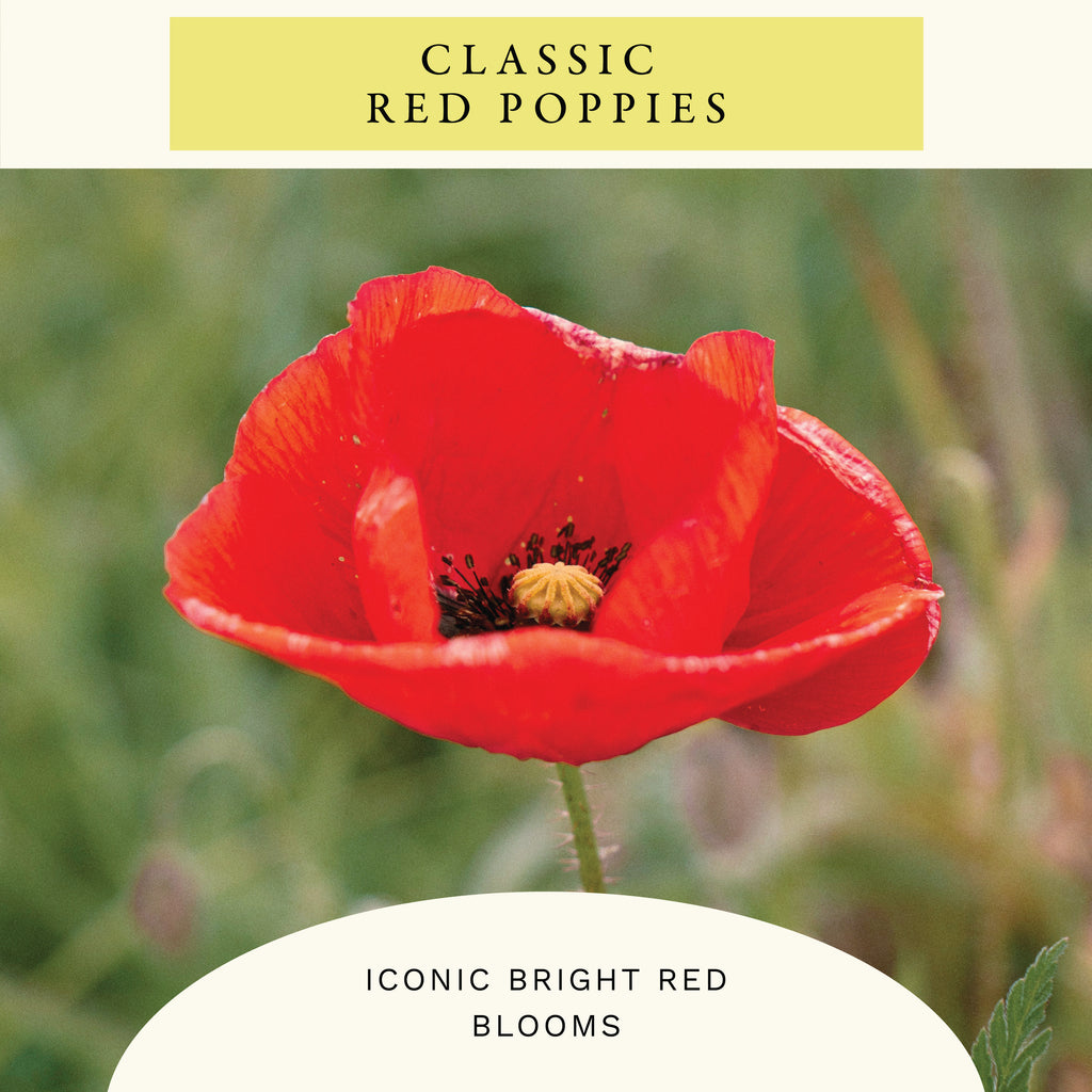 Single Red Corn Poppy Flower Seeds (1 oz) - 100% Non-GMO, Open Pollinated