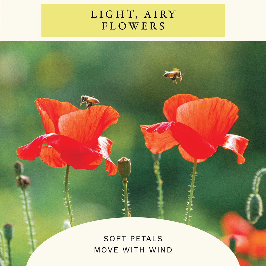 Single Red Corn Poppy Flower Seeds (1 oz) - 100% Non-GMO, Open Pollinated