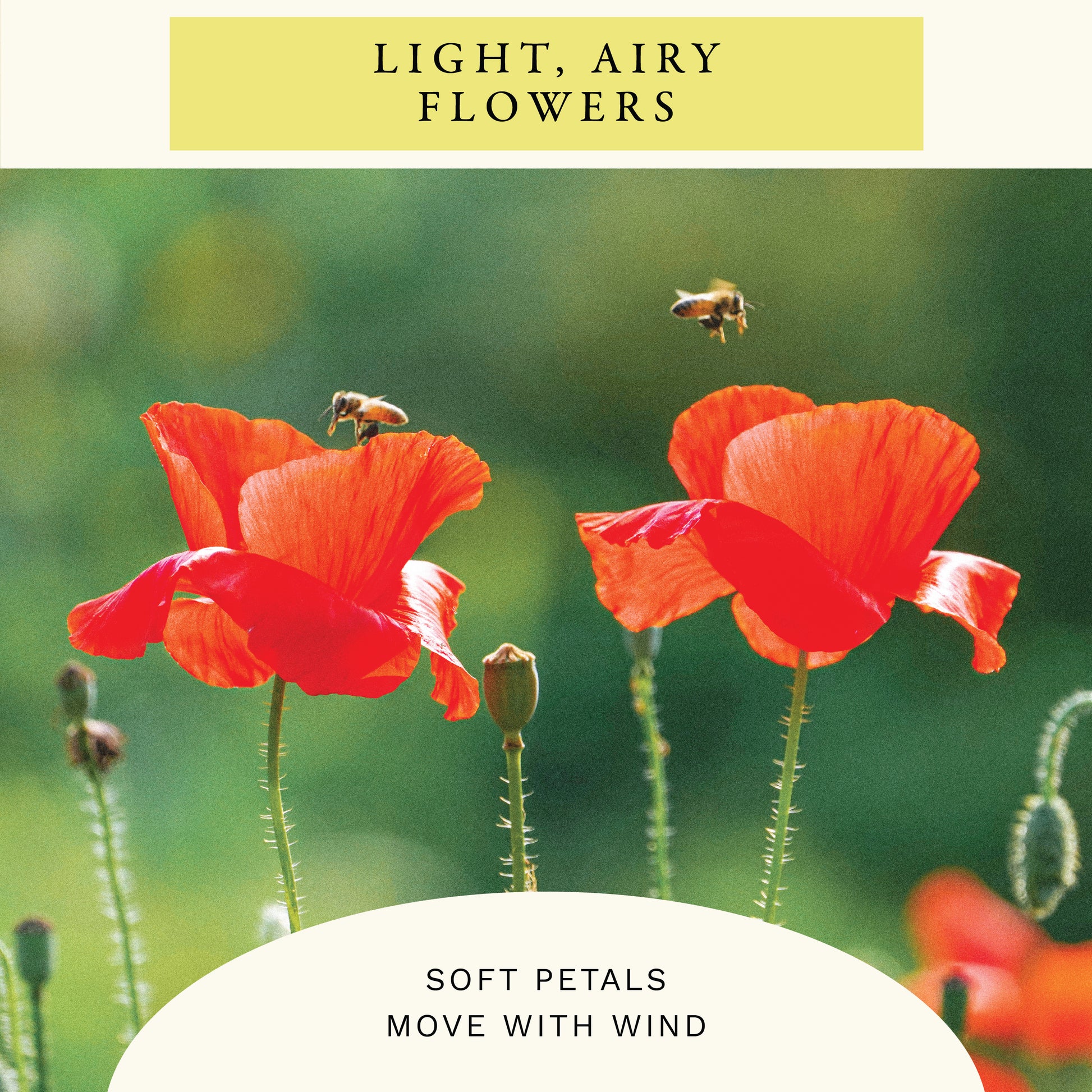Single Red Corn Poppy Flower Seeds (1 oz) - 100% Non-GMO, Open Pollinated