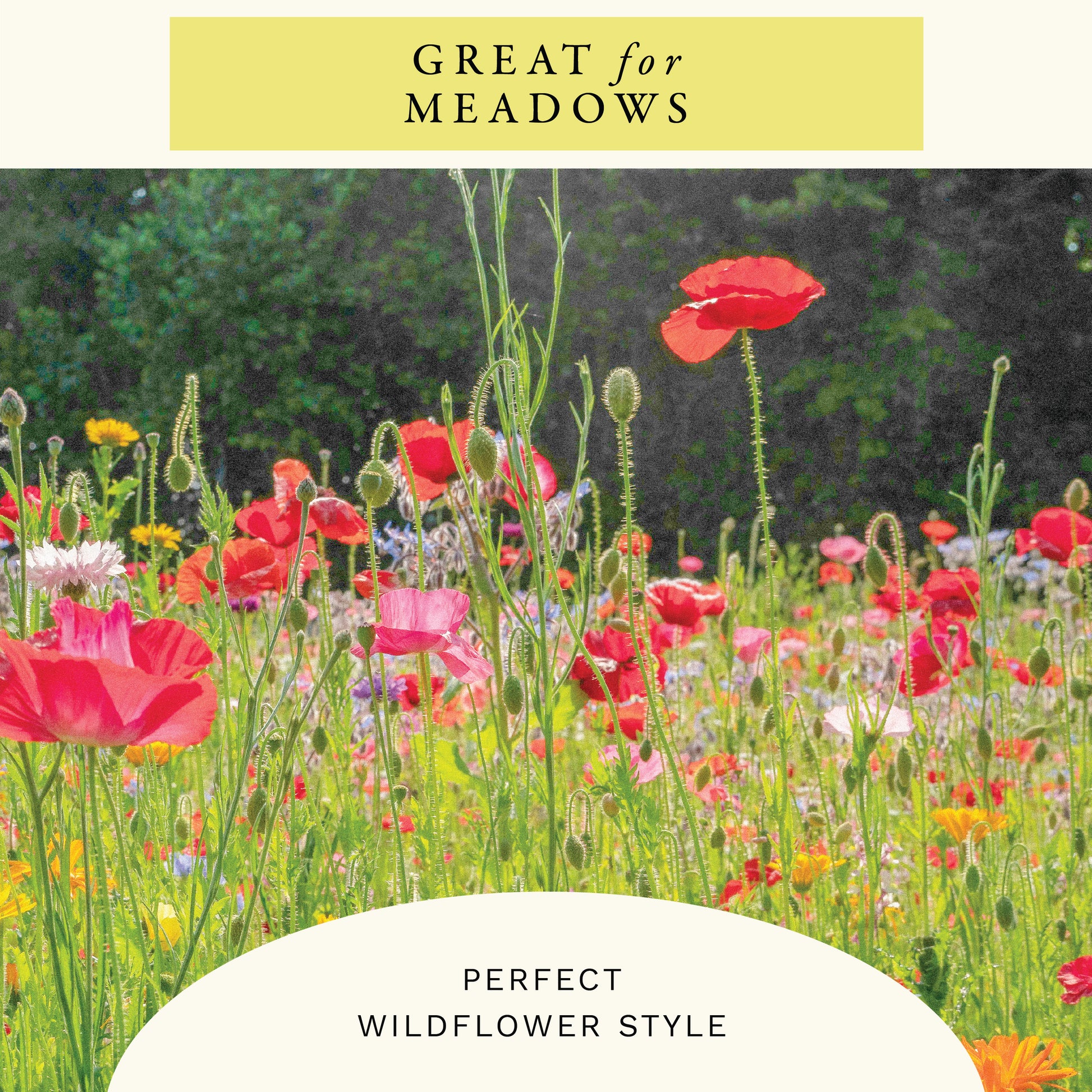 Single Red Corn Poppy Flower Seeds (1 oz) - 100% Non-GMO, Open Pollinated