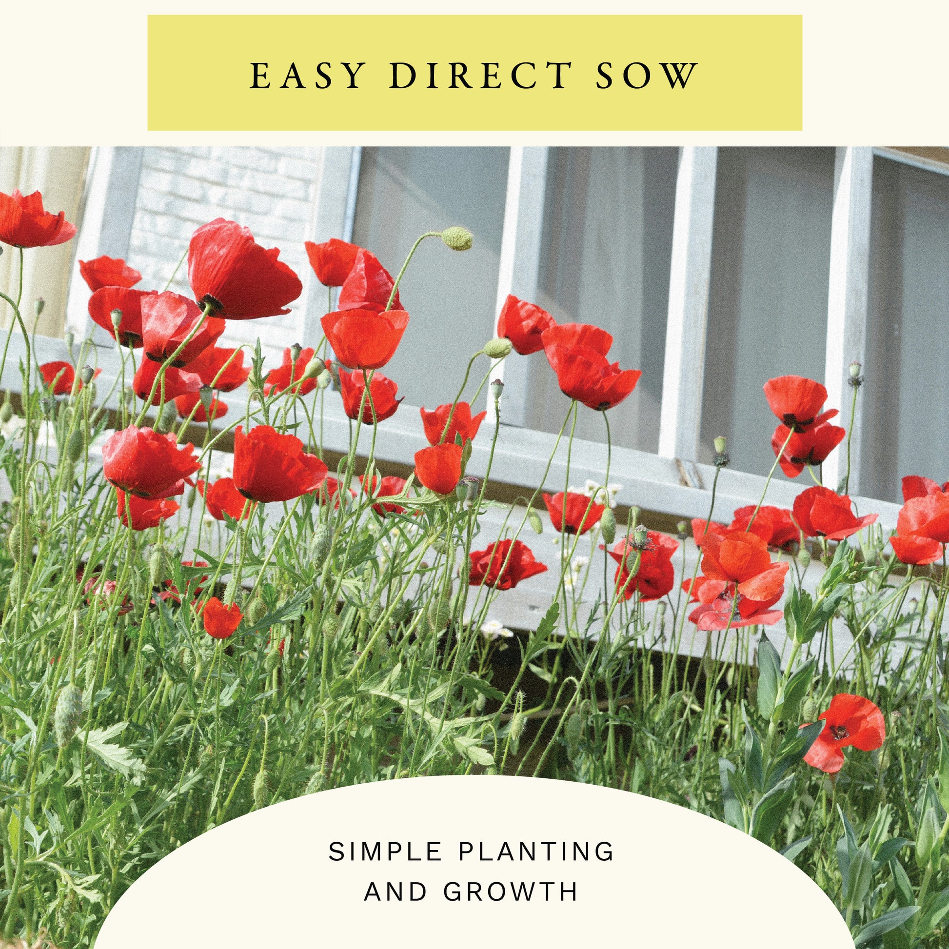 Single Red Corn Poppy Flower Seeds (1 oz) - 100% Non-GMO, Open Pollinated