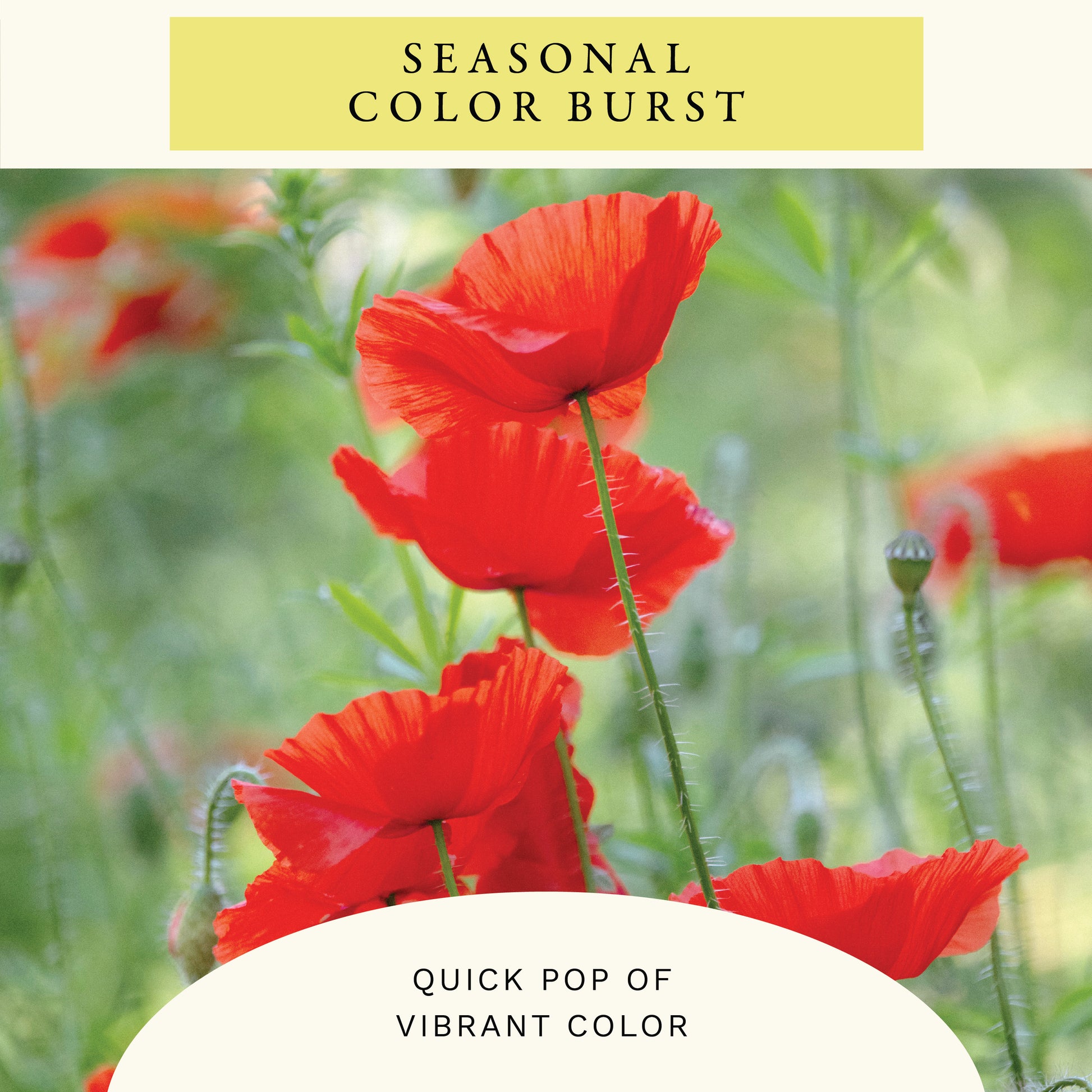 Single Red Corn Poppy Flower Seeds (1 oz) - 100% Non-GMO, Open Pollinated