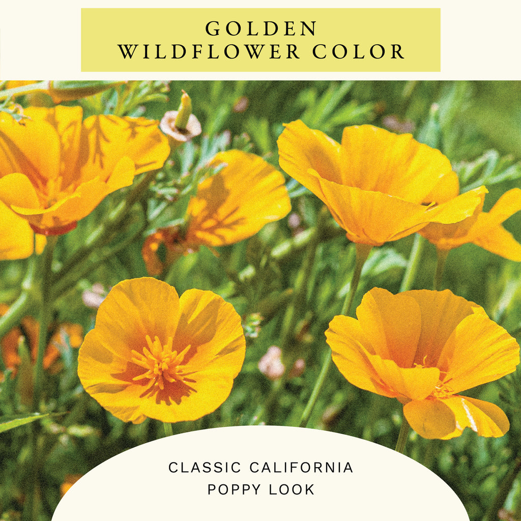 Golden West Poppy Flower Seeds (2 oz) - 100% Non-GMO, Open Pollinated