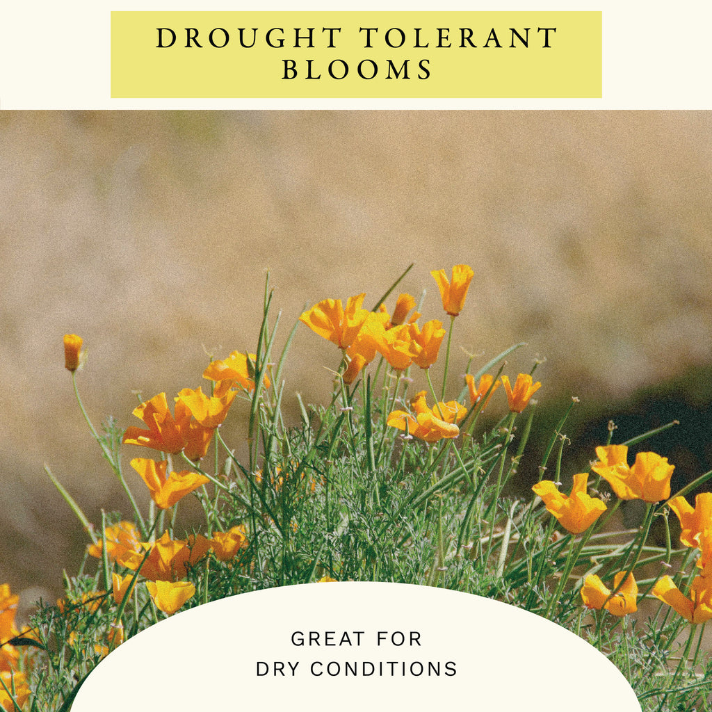 Golden West Poppy Flower Seeds (2 oz) - 100% Non-GMO, Open Pollinated