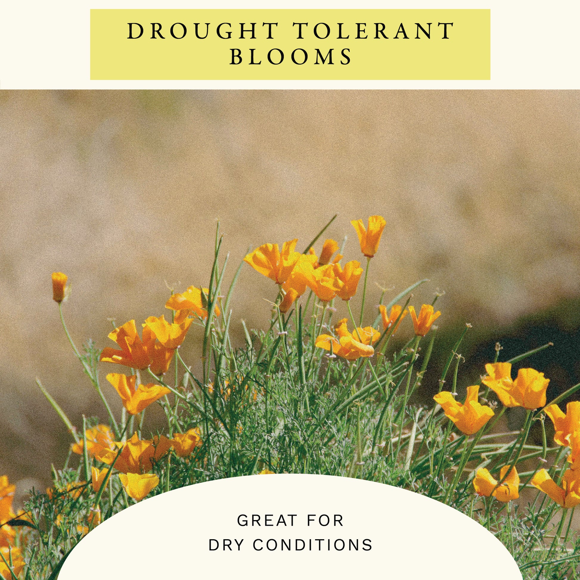 Golden West Poppy Flower Seeds (2 oz) - 100% Non-GMO, Open Pollinated