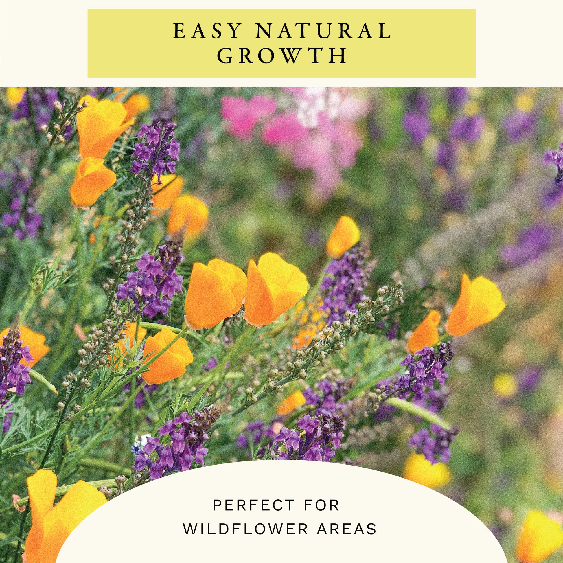 Golden West Poppy Flower Seeds (2 oz) - 100% Non-GMO, Open Pollinated