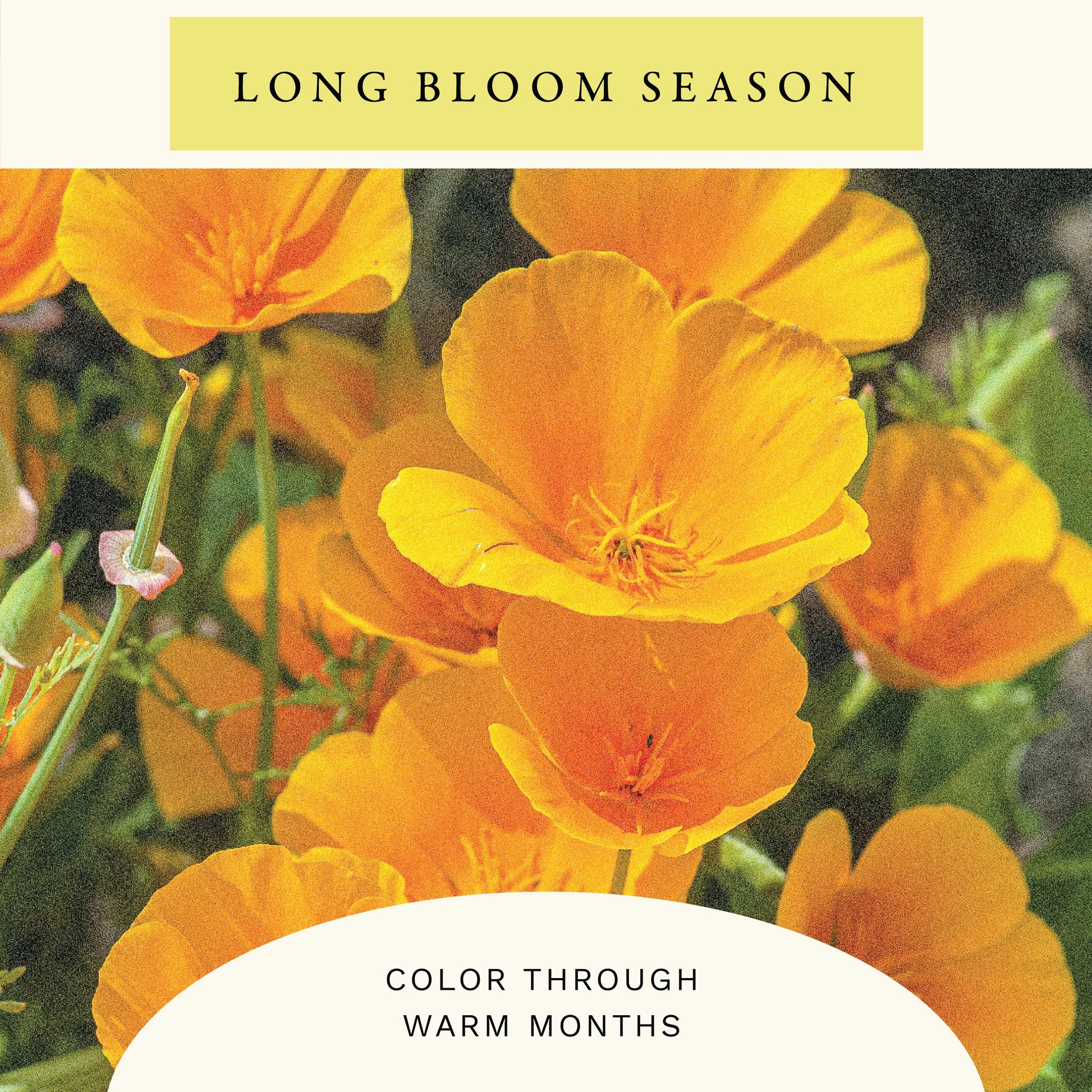 Golden West Poppy Flower Seeds (2 oz) - 100% Non-GMO, Open Pollinated