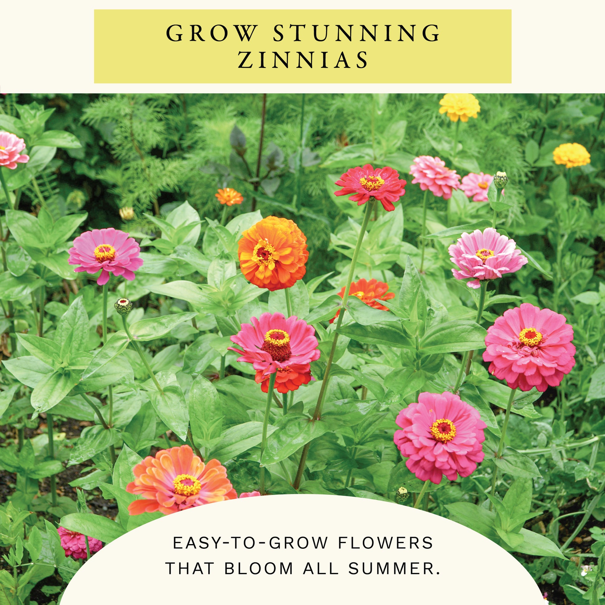 California Giants Zinnia Flower Seeds (2 oz) - 100% Non-GMO, Open Pollinated