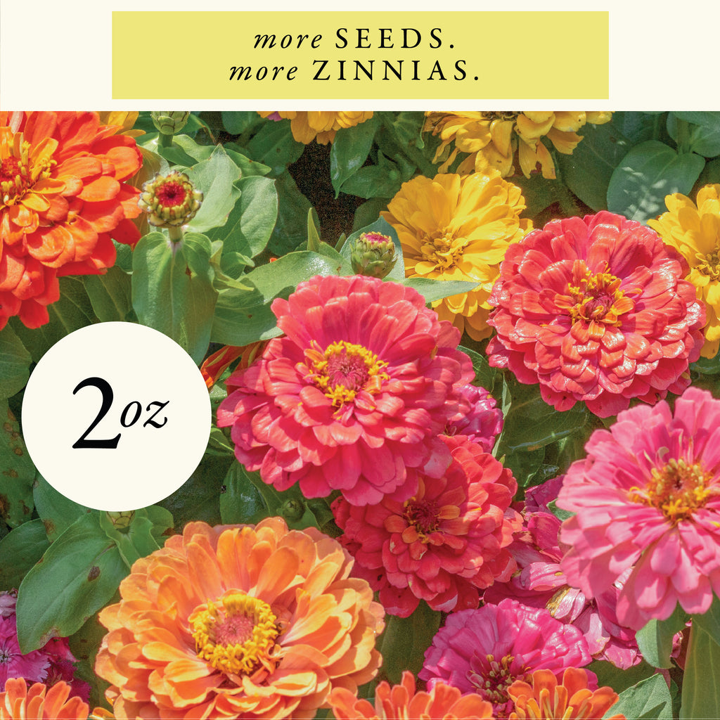 California Giants Zinnia Flower Seeds (2 oz) - 100% Non-GMO, Open Pollinated