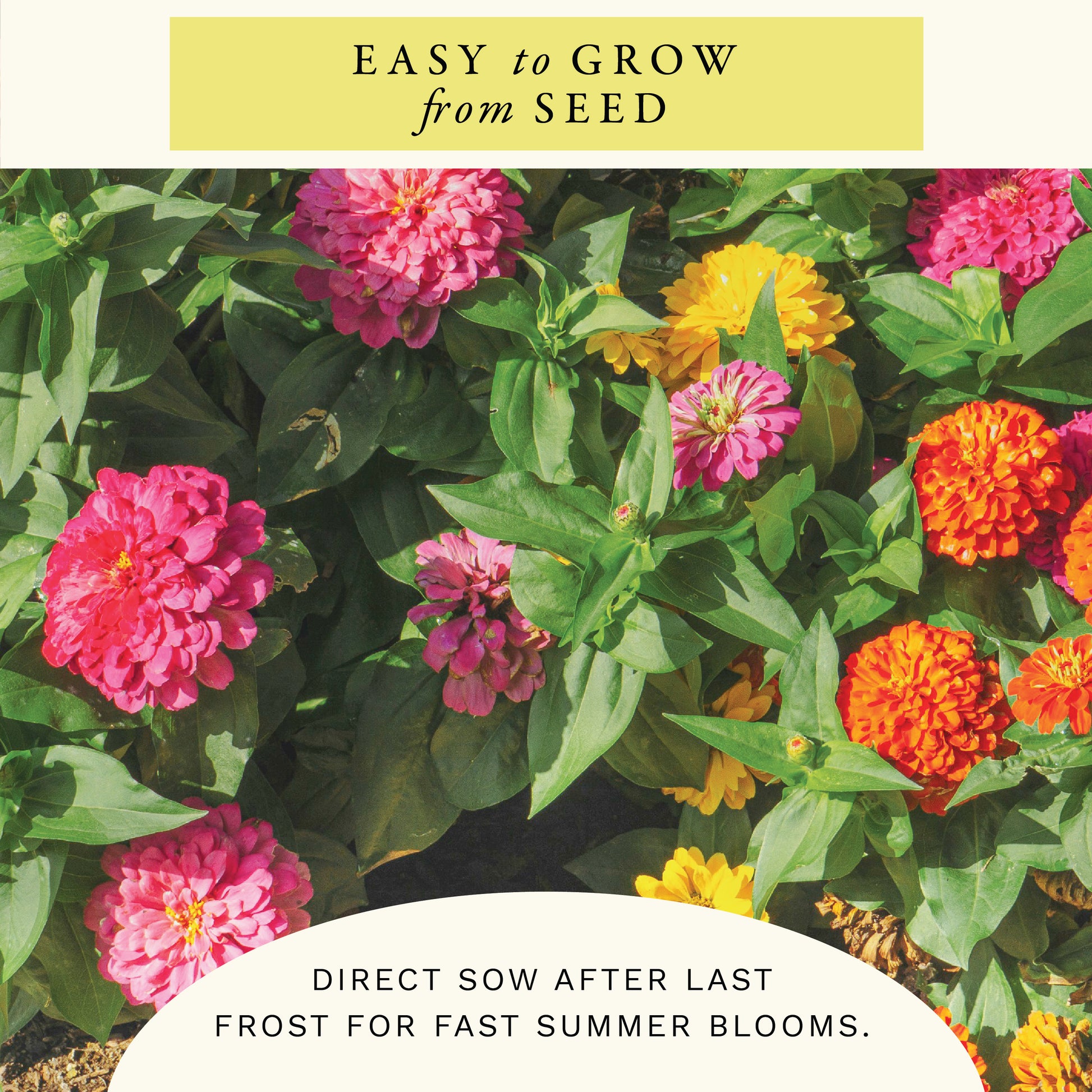 California Giants Zinnia Flower Seeds (2 oz) - 100% Non-GMO, Open Pollinated