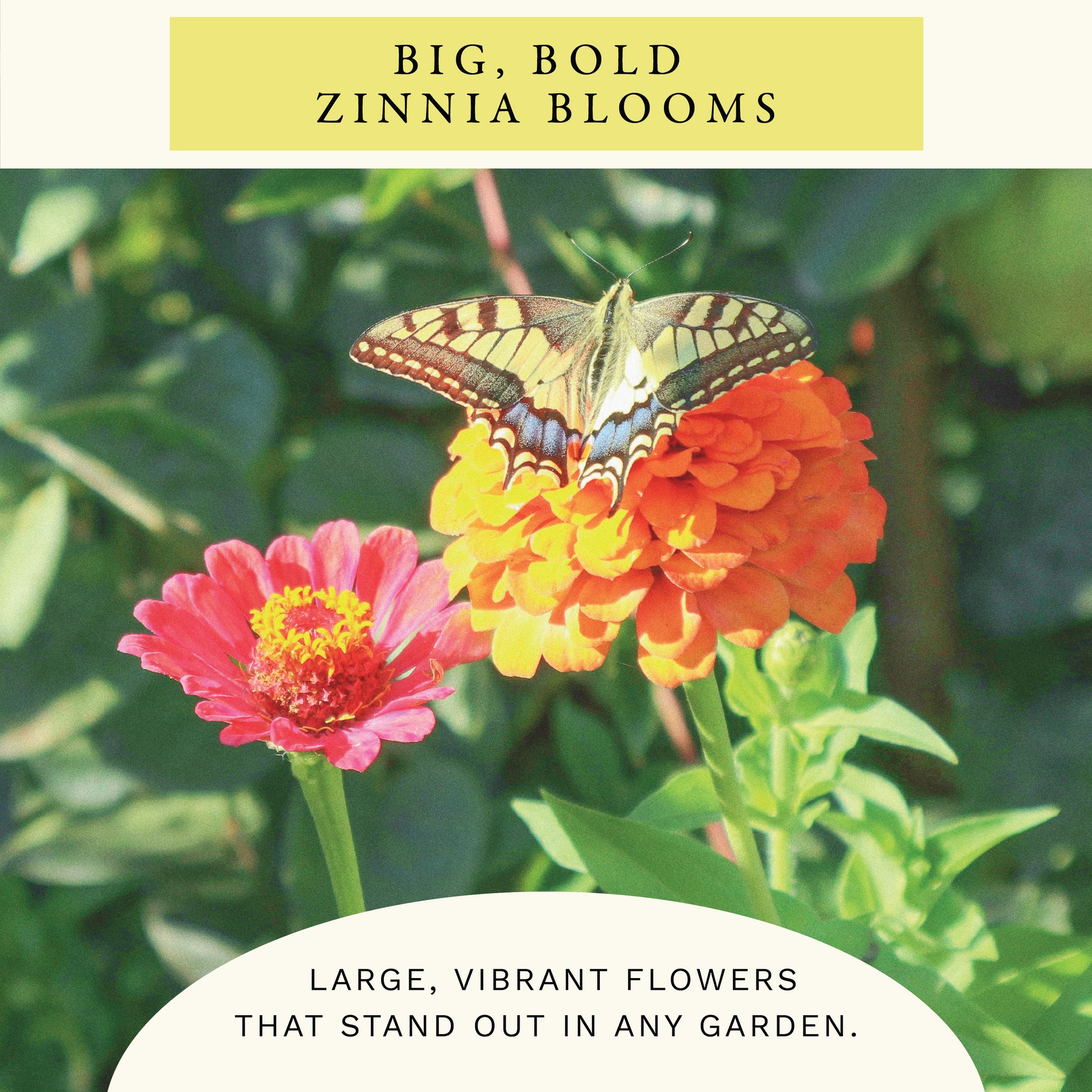 California Giants Zinnia Flower Seeds (2 oz) - 100% Non-GMO, Open Pollinated