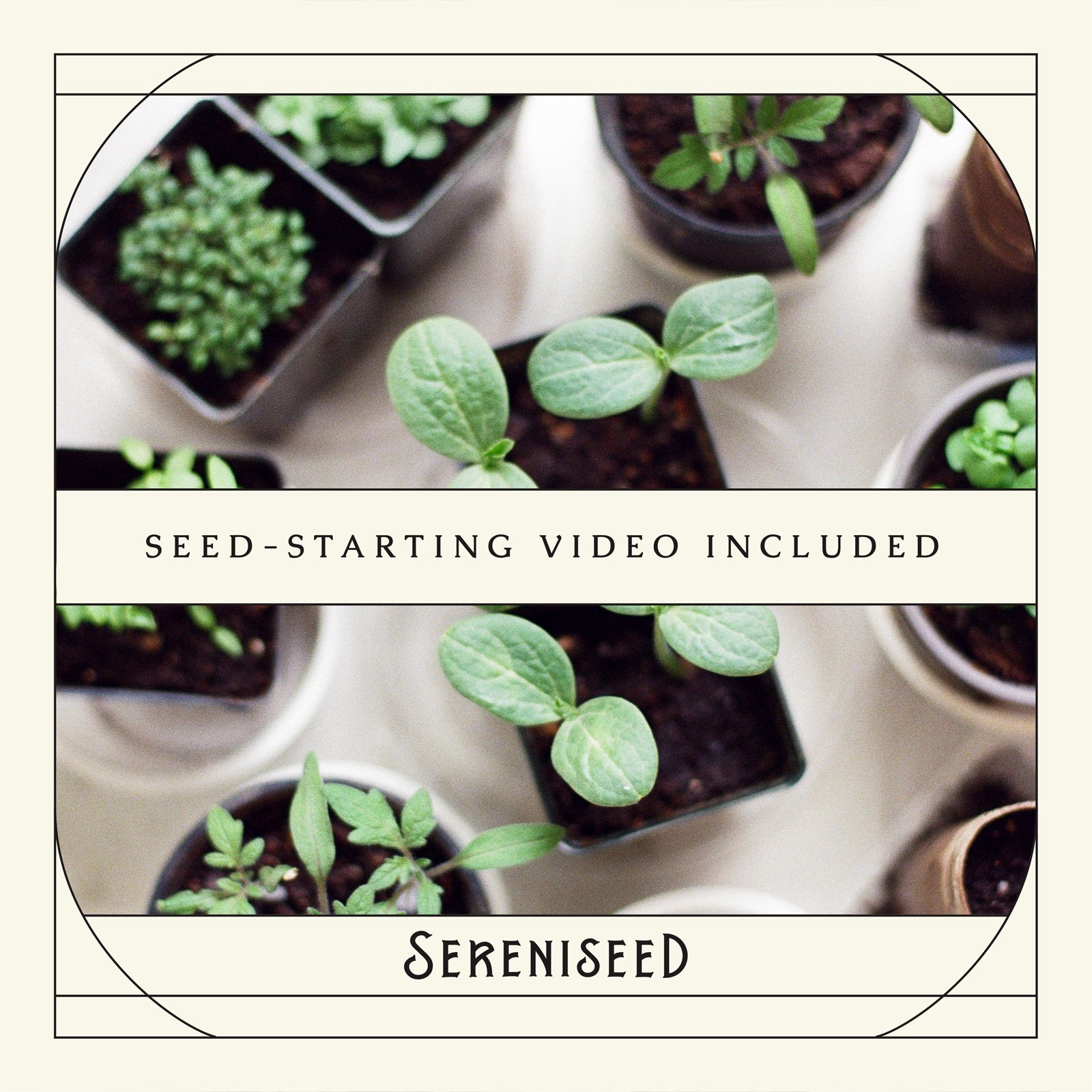 Organic Herb Seeds (10-Pack)