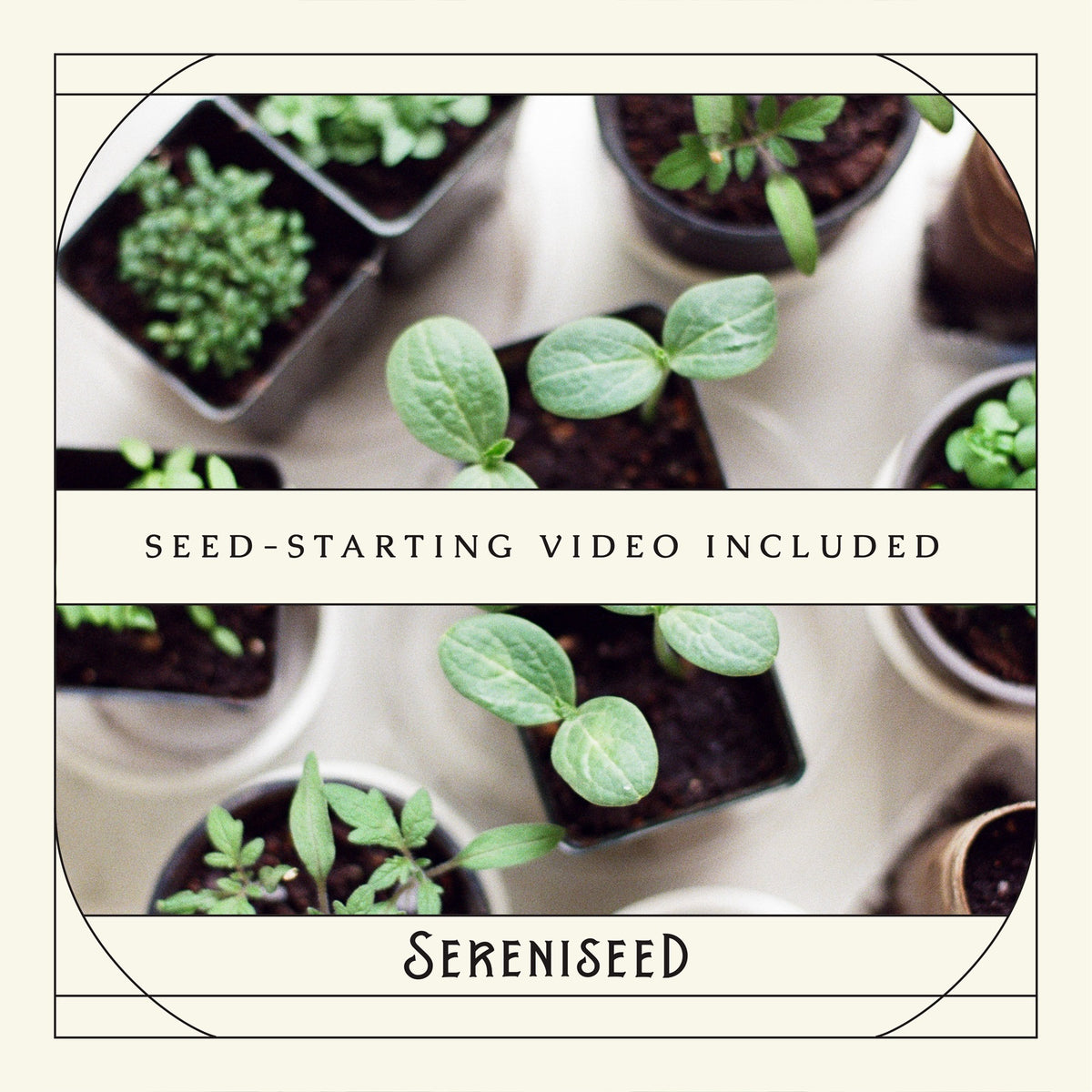 Organic Herb Seeds (10-Pack)