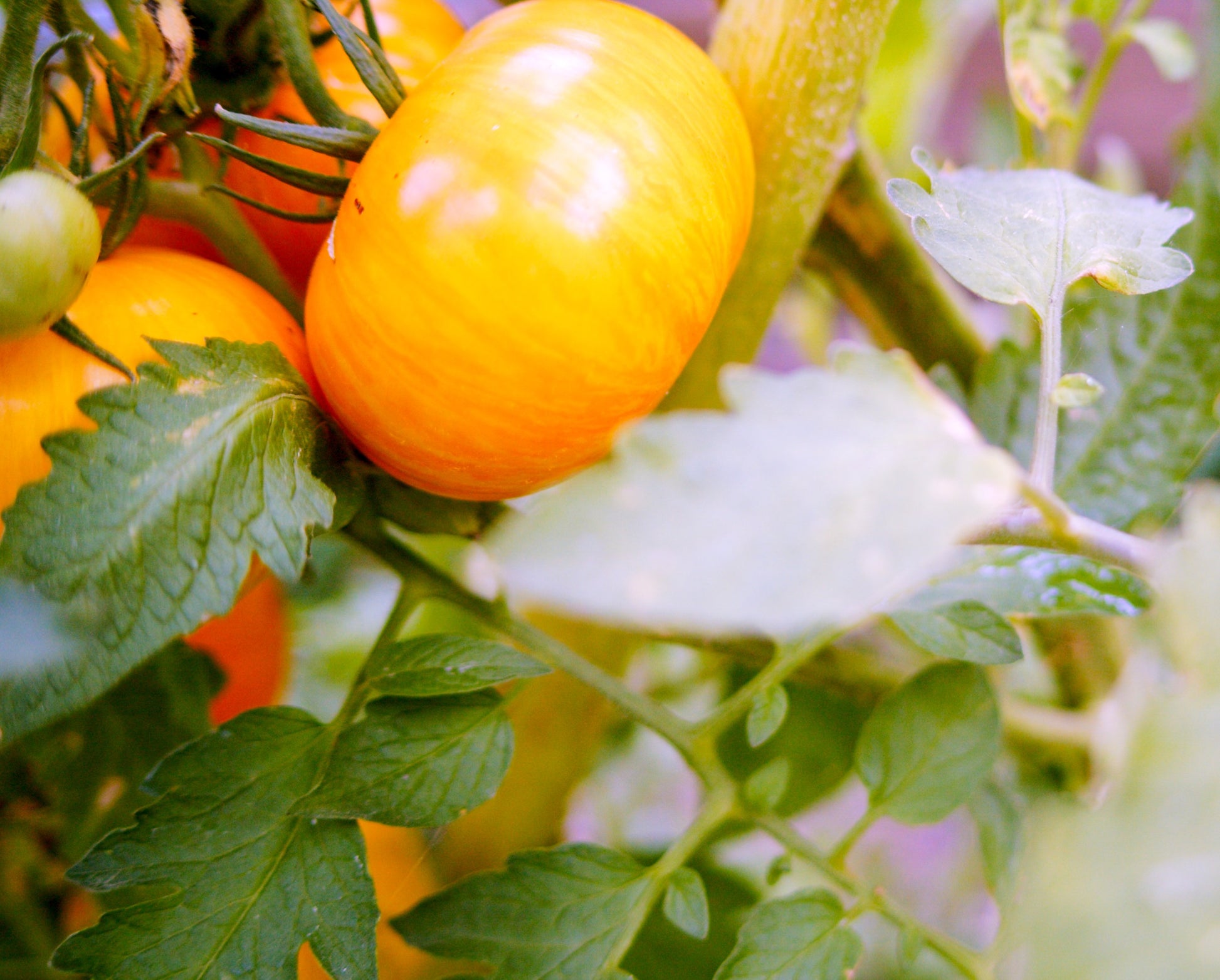 Organic Tomato Seeds (10-Pack)