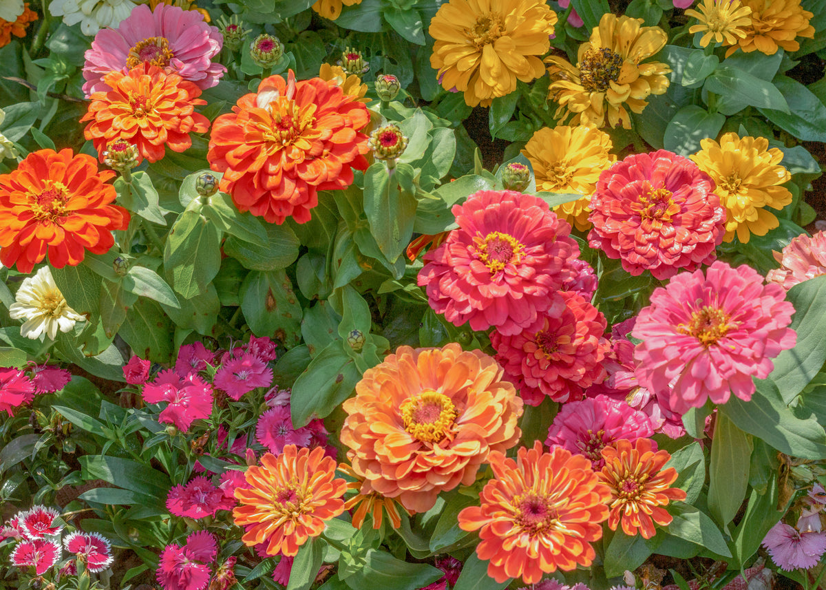 Dahlia Flowered Zinnia Flower Seeds (2 oz) - 100% Non-GMO, Open Pollinated