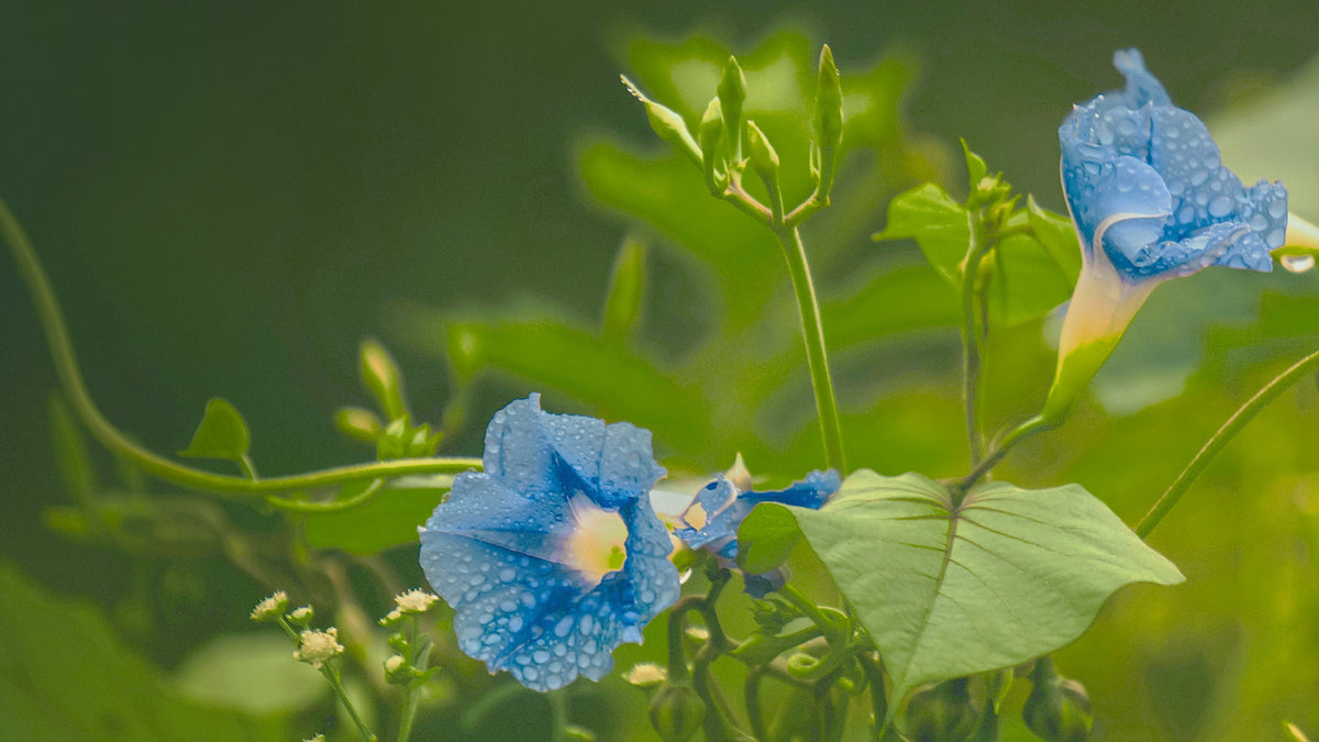 Heavenly Blue Morning Glory Flower Seeds (2 oz) - 100% Non-GMO, Open Pollinated
