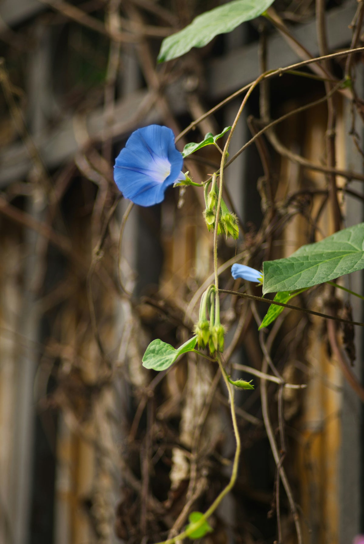 Heavenly Blue Morning Glory Flower Seeds (2 oz) - 100% Non-GMO, Open Pollinated