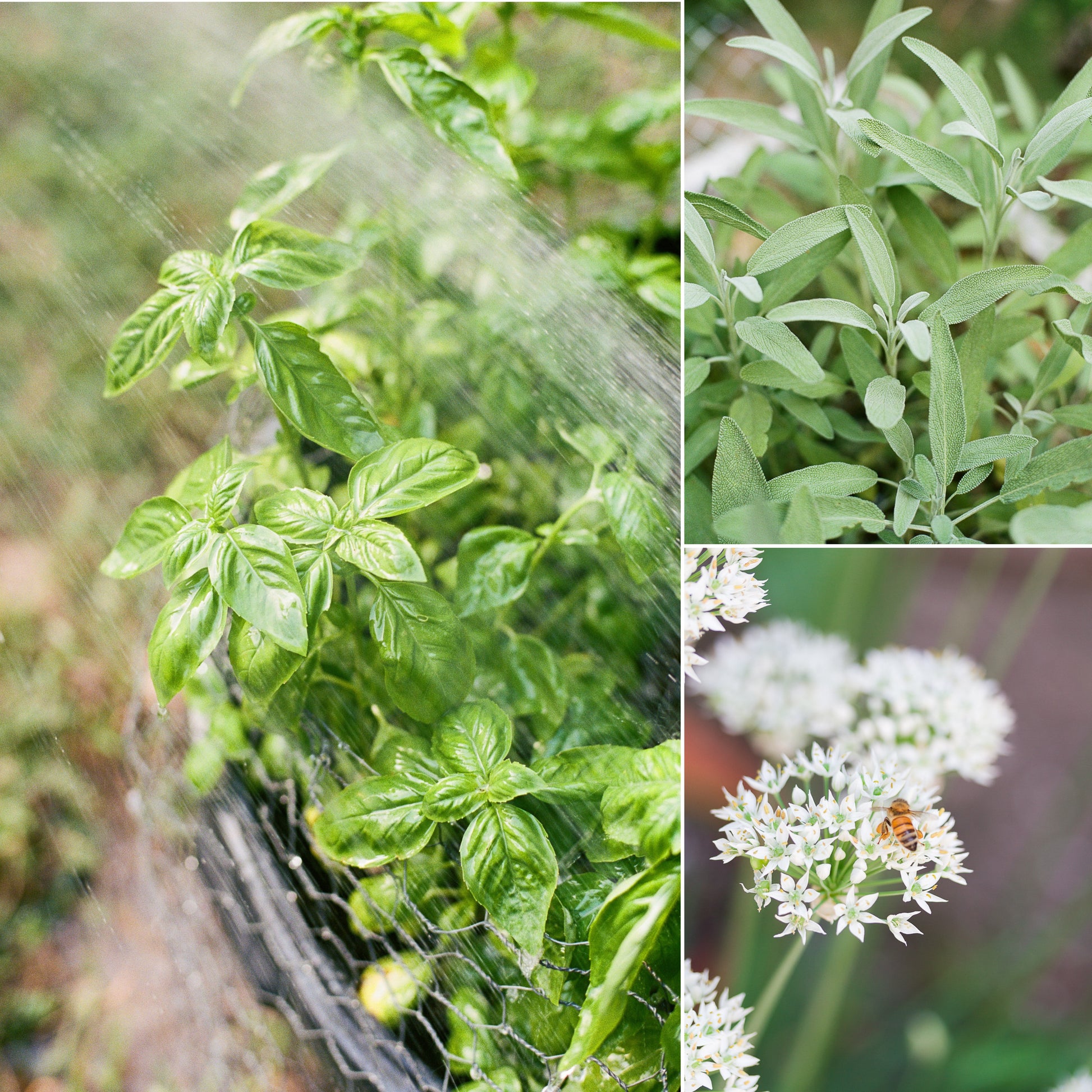 Organic Herb Seeds (20-Pack)