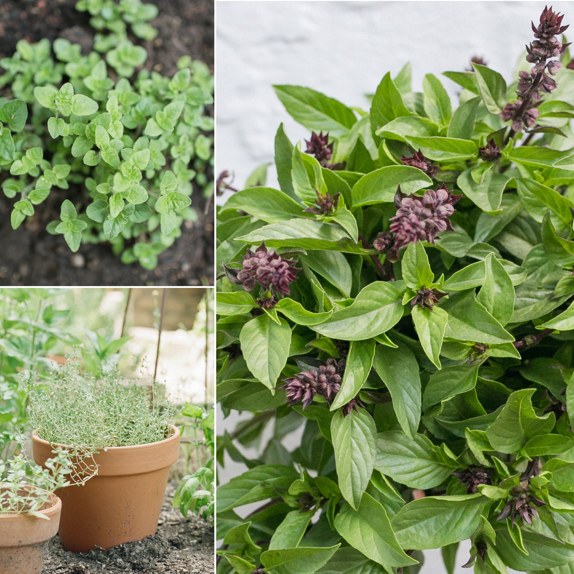 Organic Herb Seeds (20-Pack)