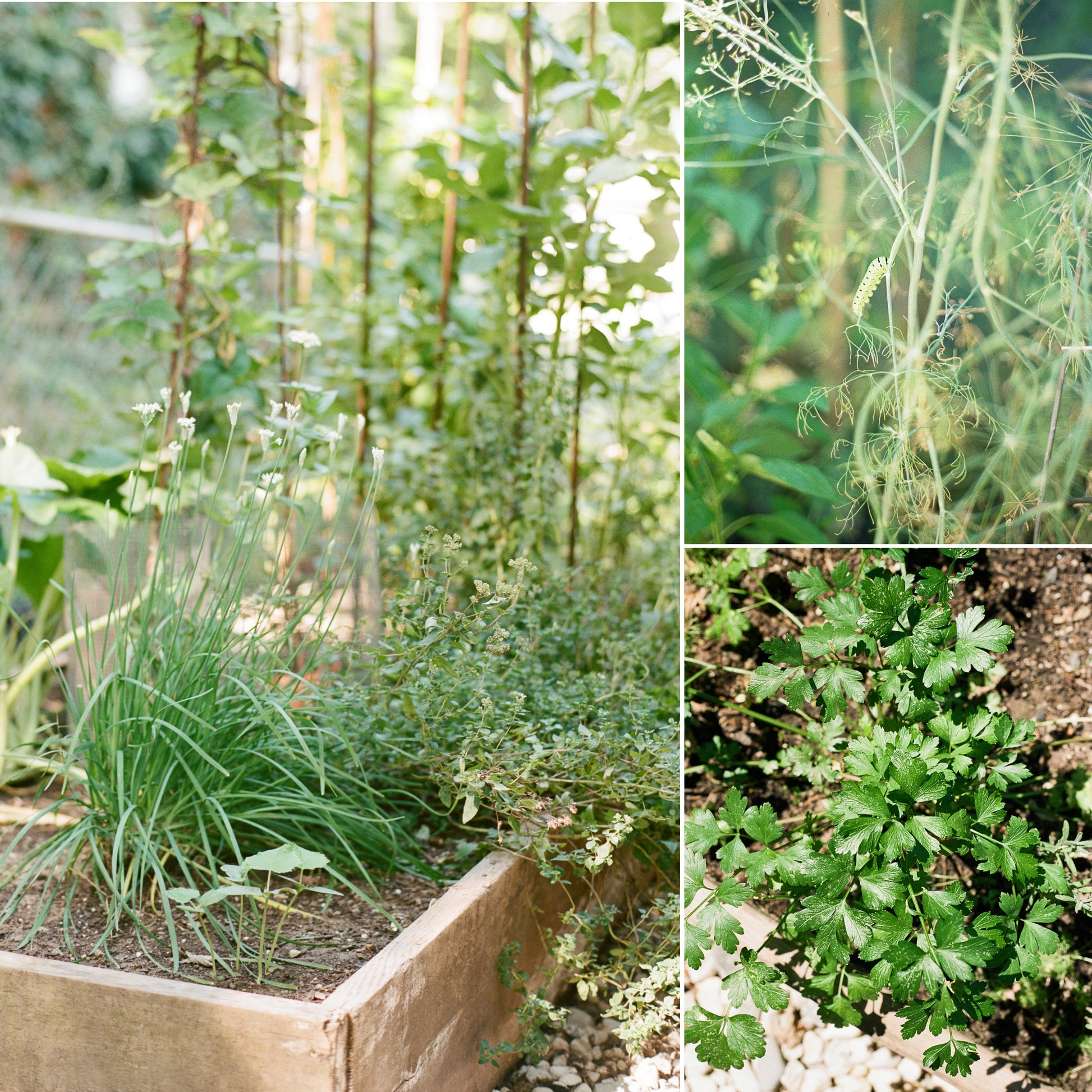 Organic Herb Seeds (35-Pack)