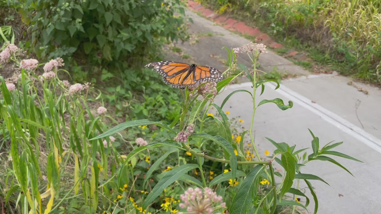 Milkweed Seed Collection (5-Pack)