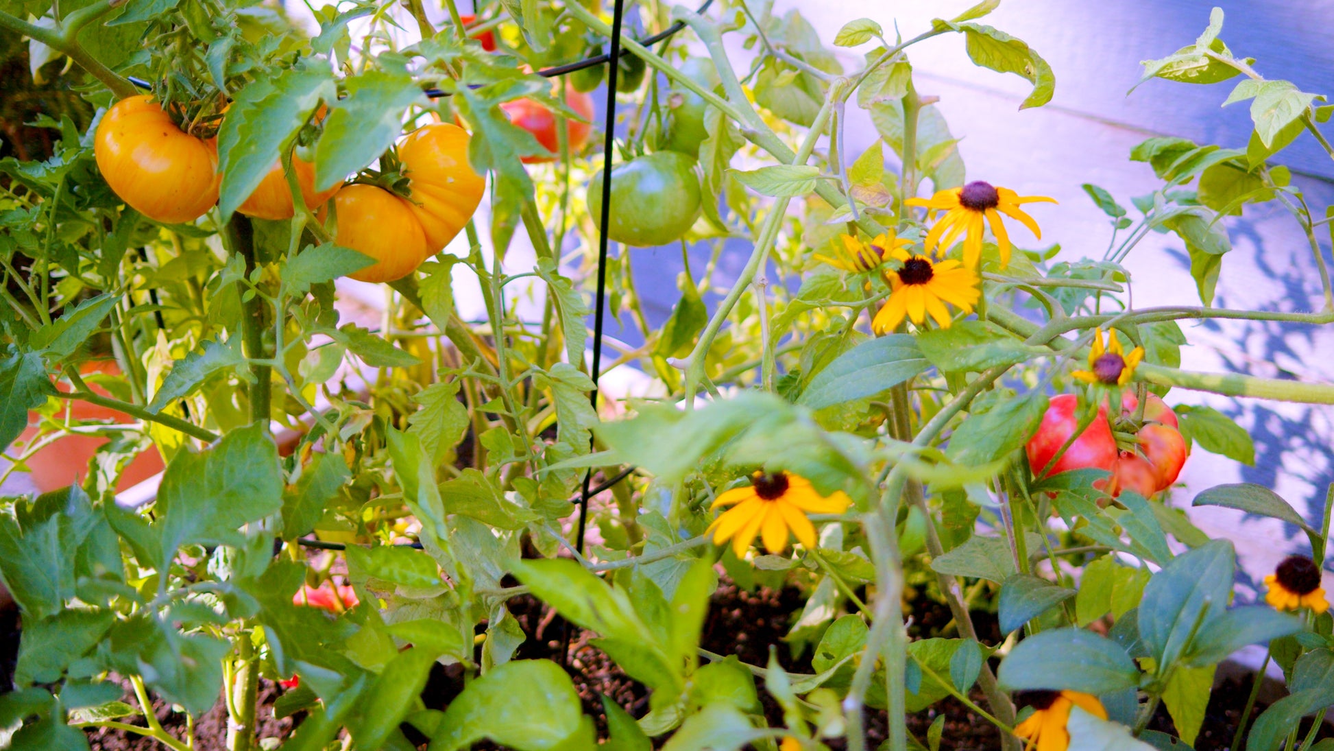 Organic Tomato Seeds (10-Pack)
