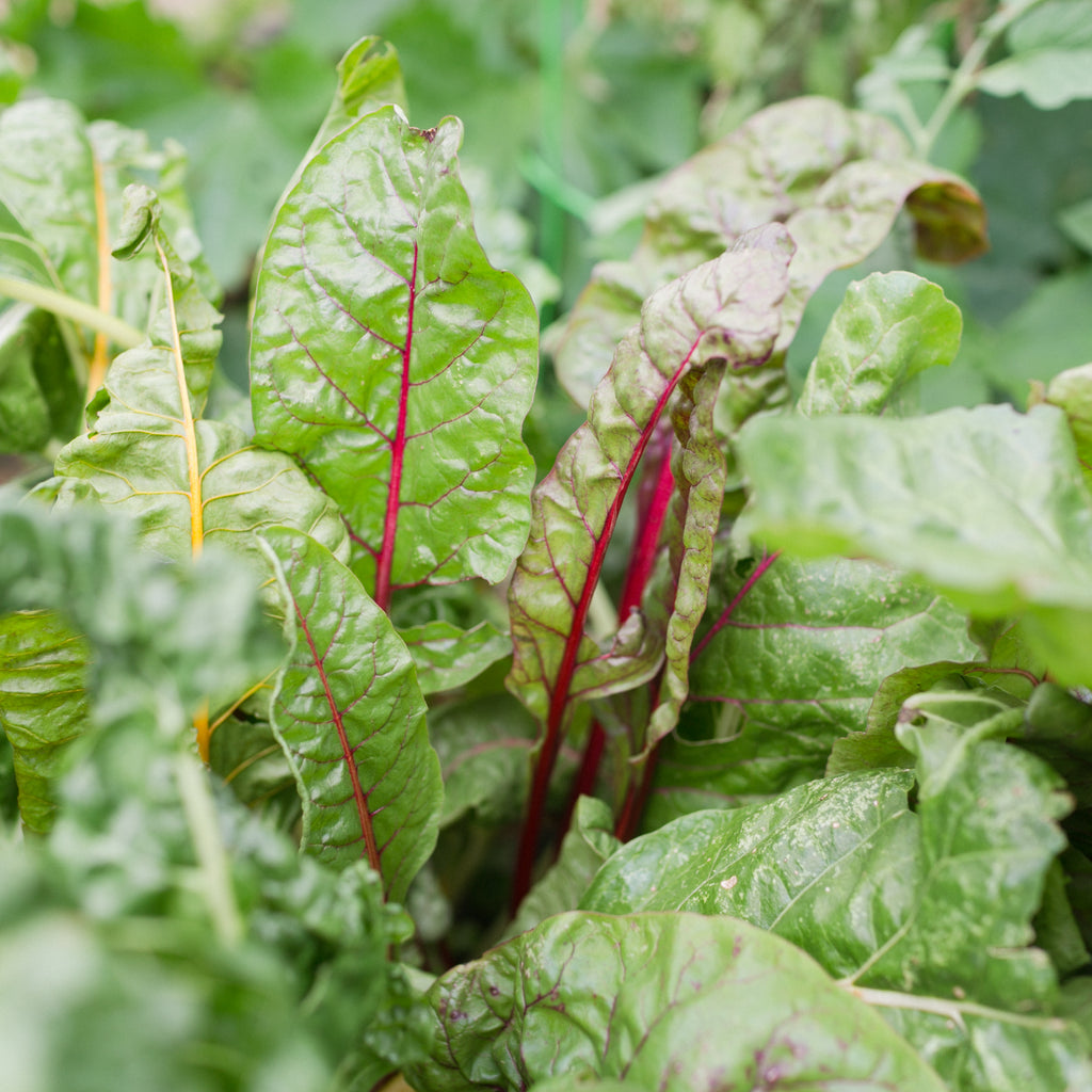 Organic Leafy Greens Seeds (10-Pack)