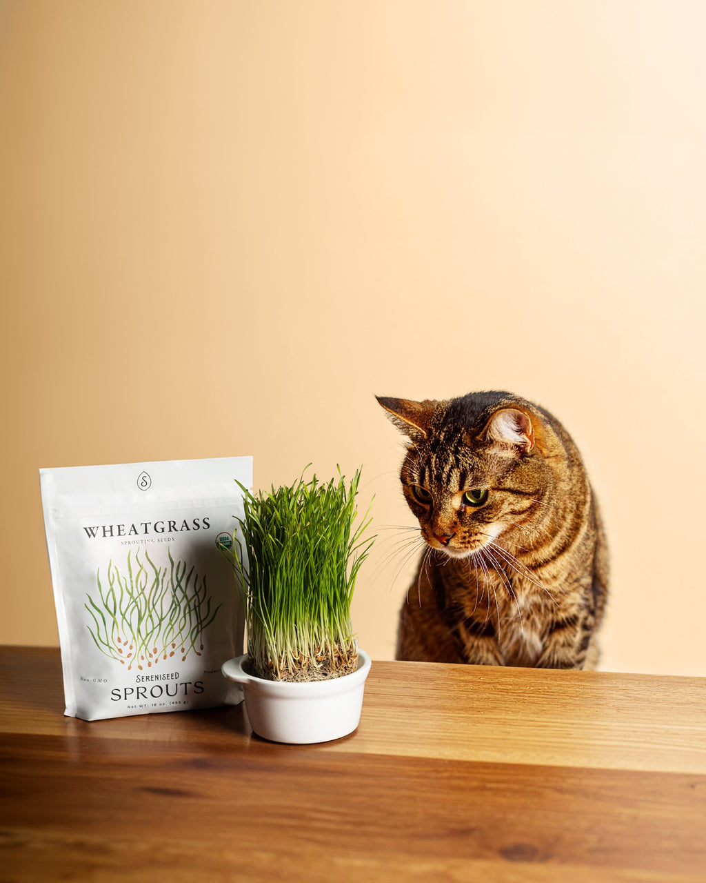 Organic Wheatgrass Seeds (16 ounce)