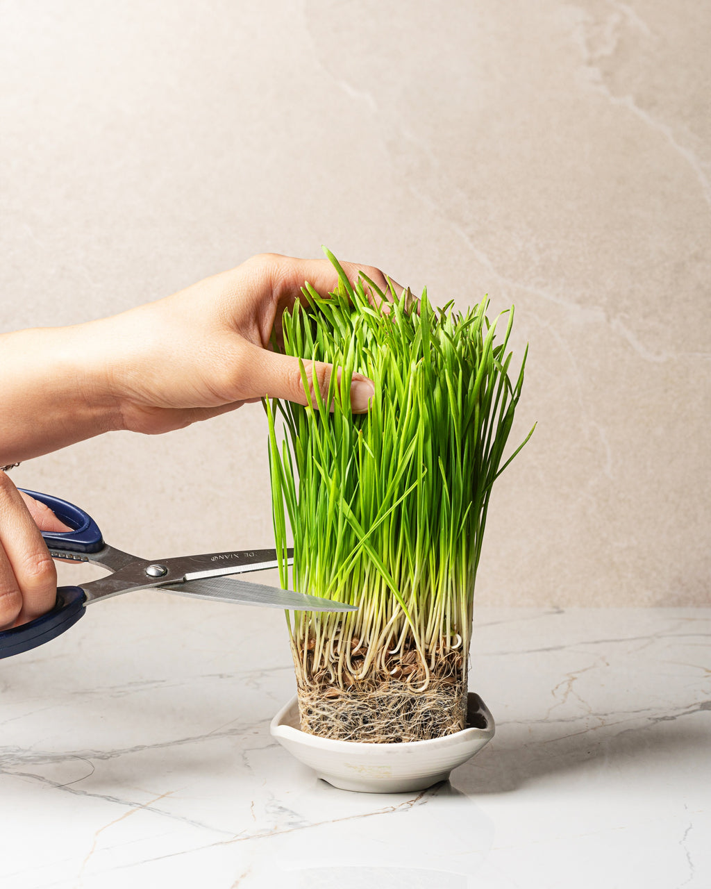 Organic Wheatgrass Seeds (16 ounce)