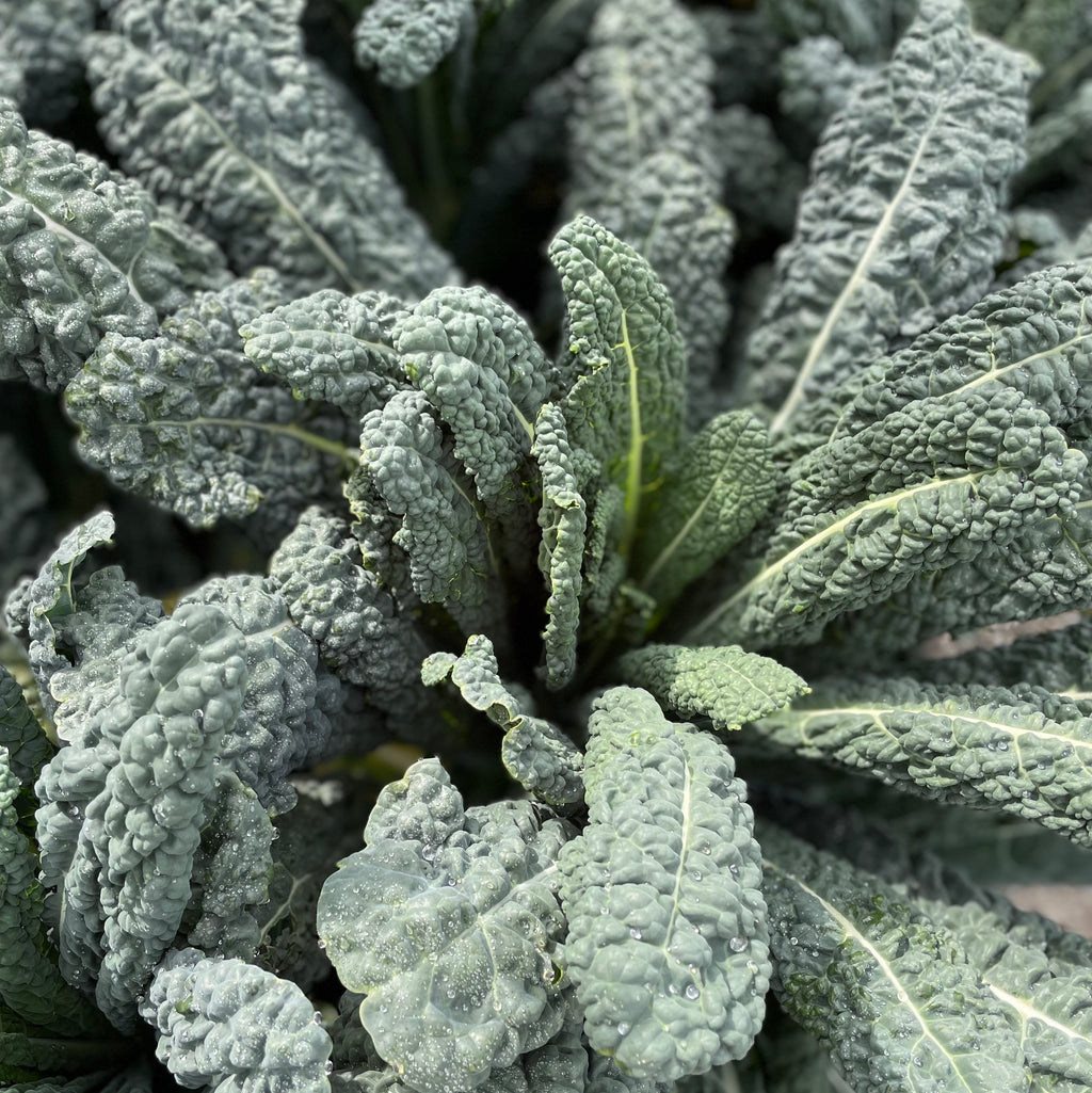 Organic Leafy Greens Seeds (10-Pack)